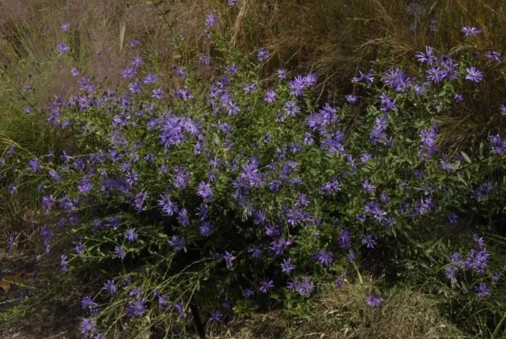 Symphyotrichum_georgianum.jpg
