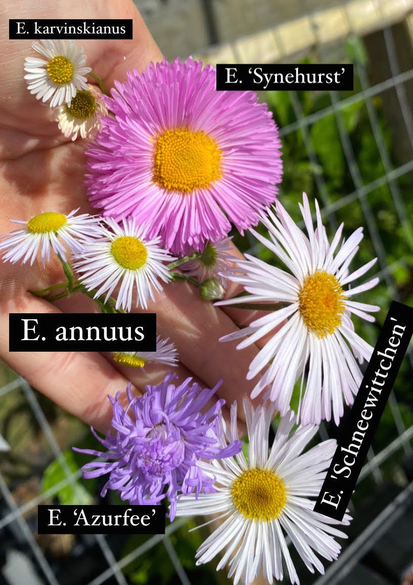 erigeron comparison.jpg