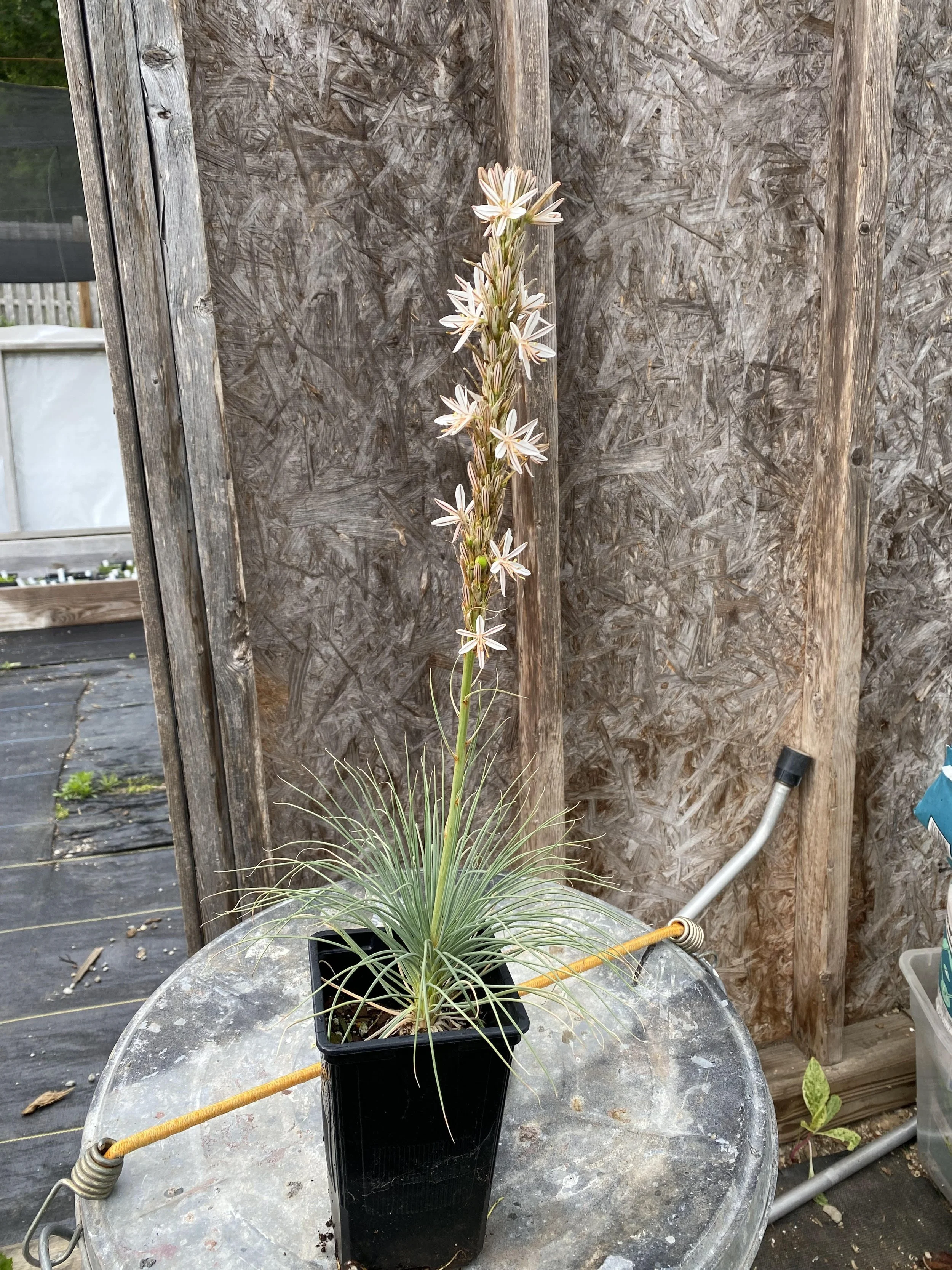 Asphodeline taurica.jpg