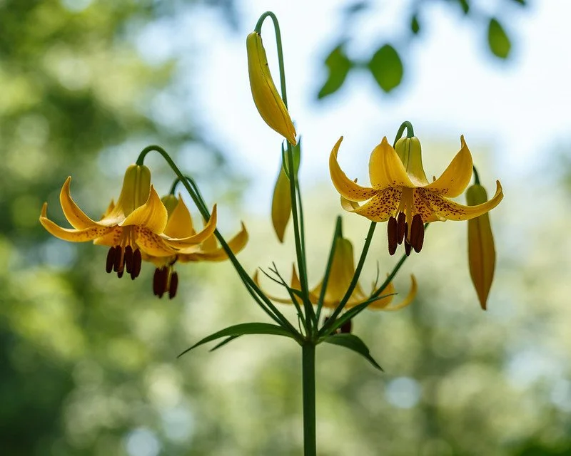 Lilium candense yellow.jpg