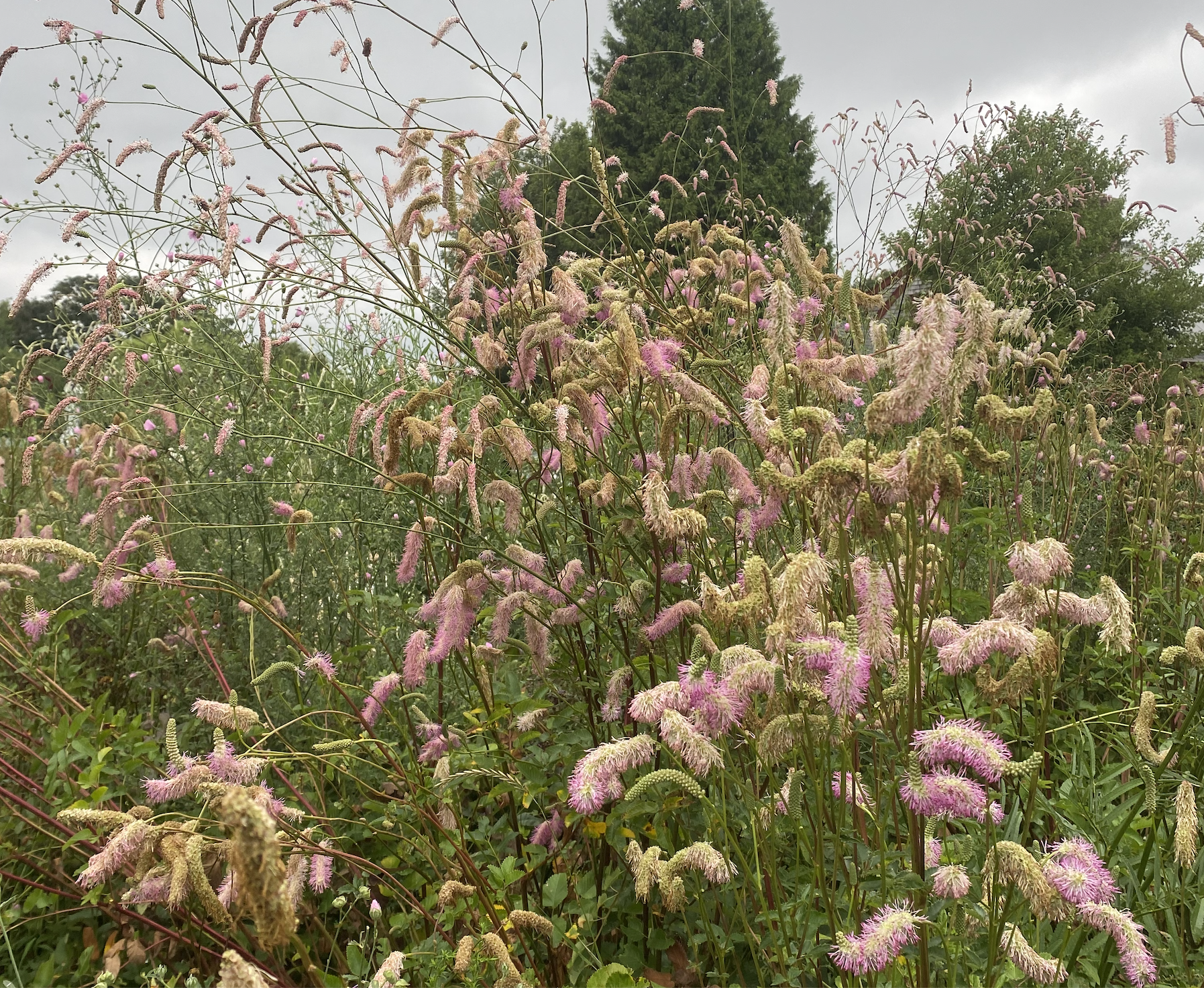Sanguisorba 'Chorus Line'