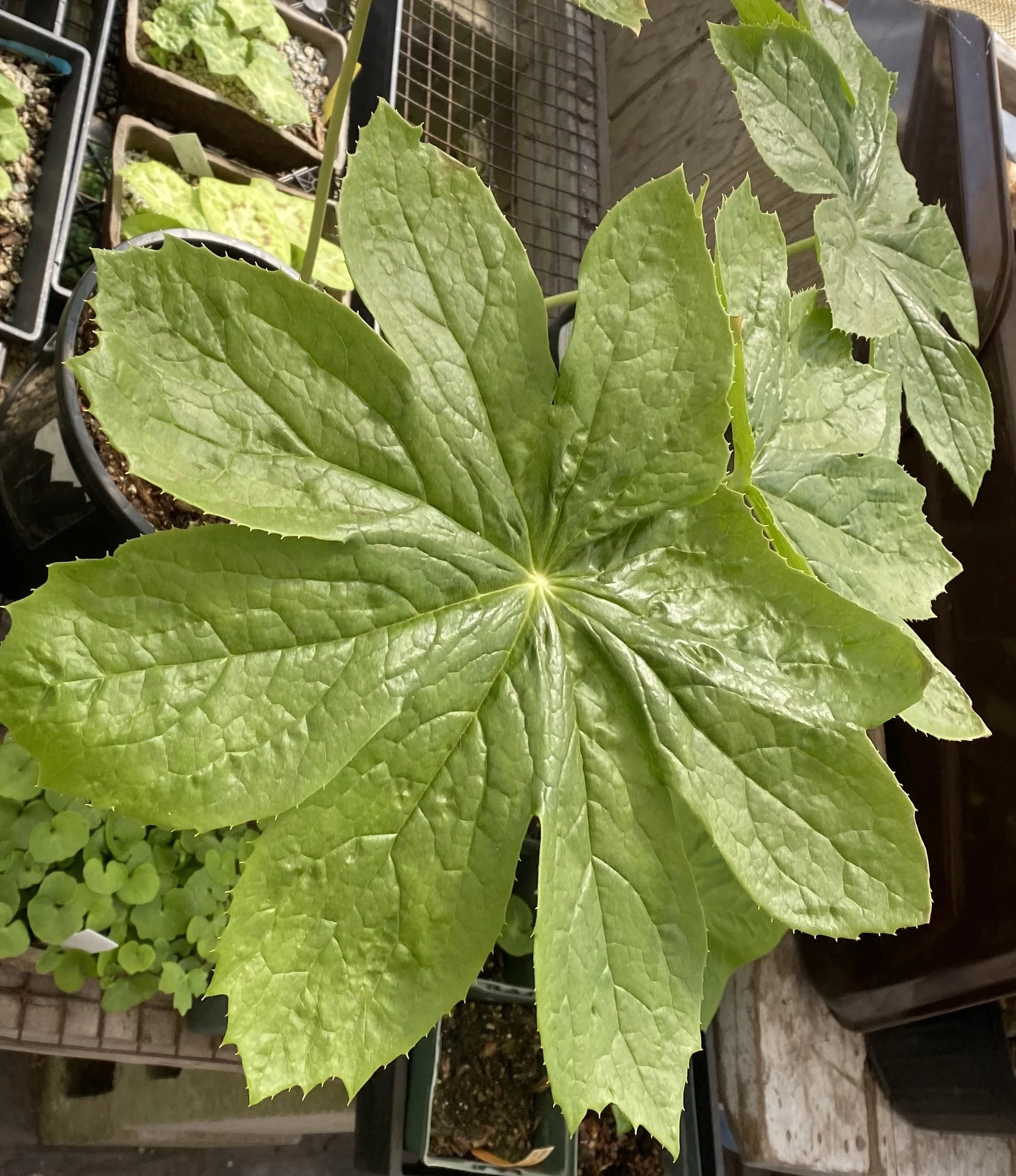 Inexpectatum leaf.jpeg