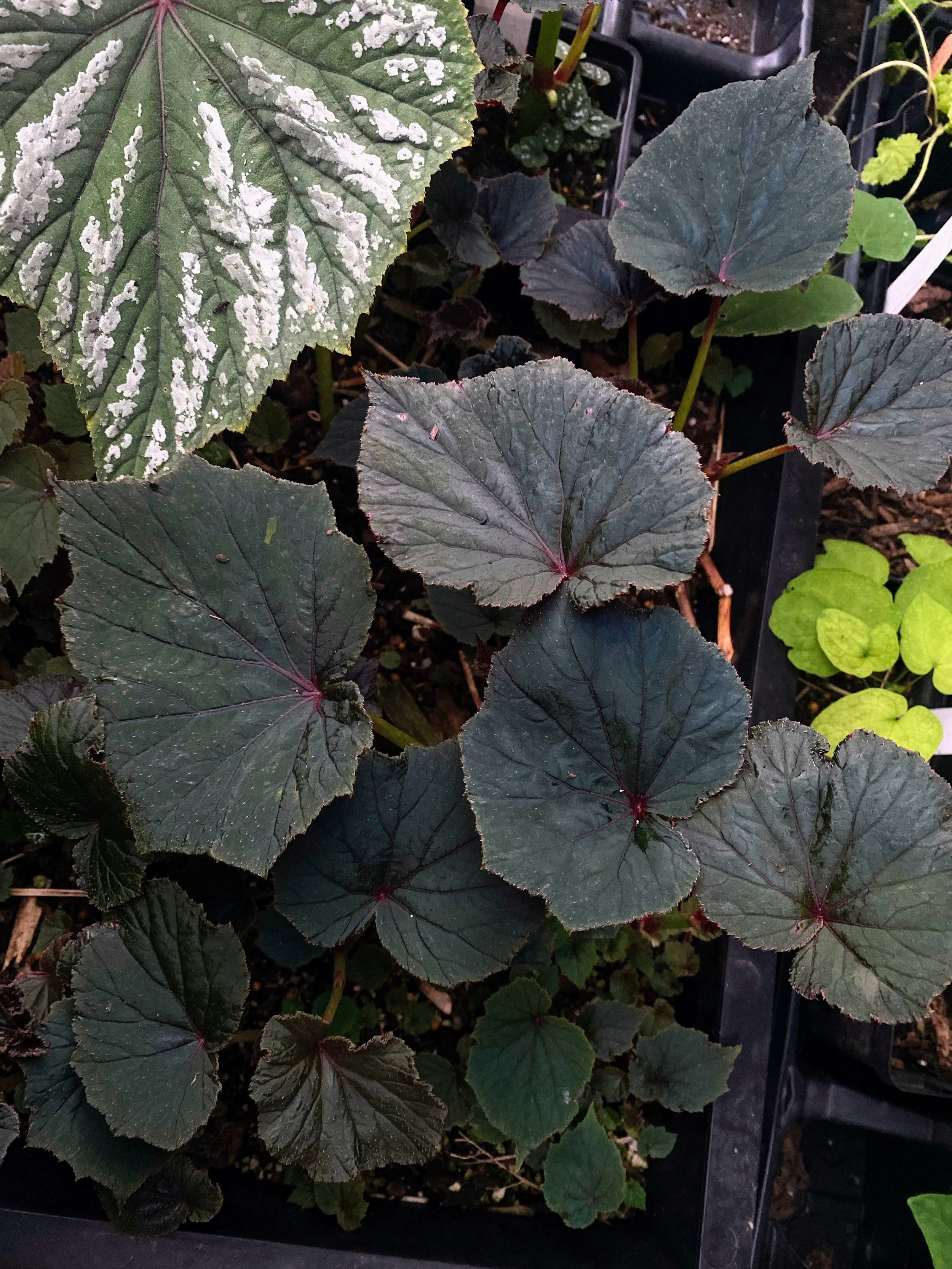 Begonia grandis 'Soigné'