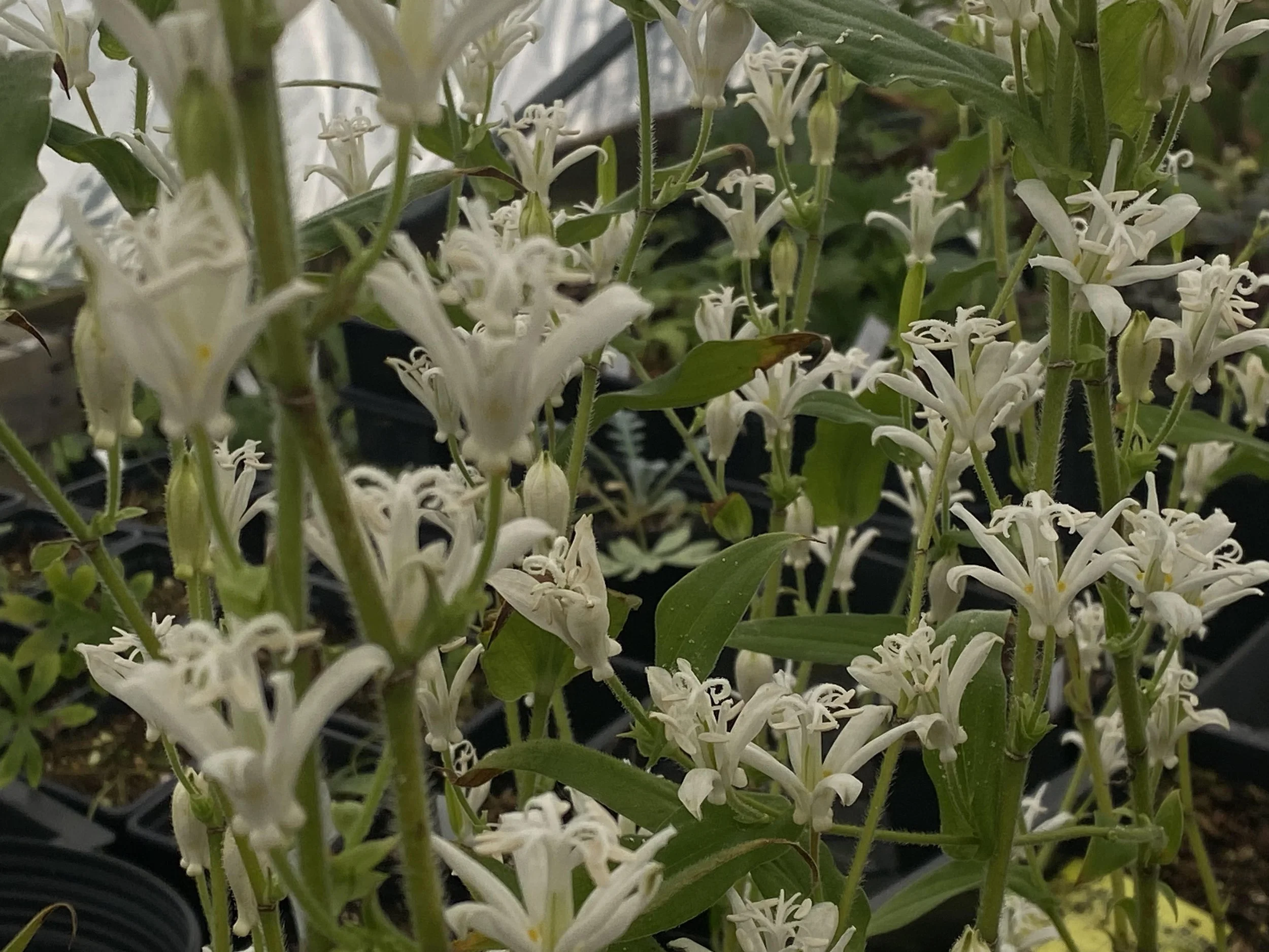 Tricyrtis hirta- white flower.jpg