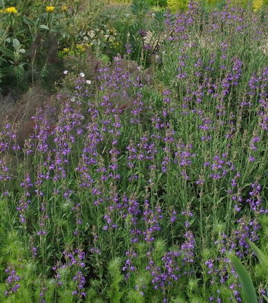 salvia-lavandulifolia-bc- gravel.jpg