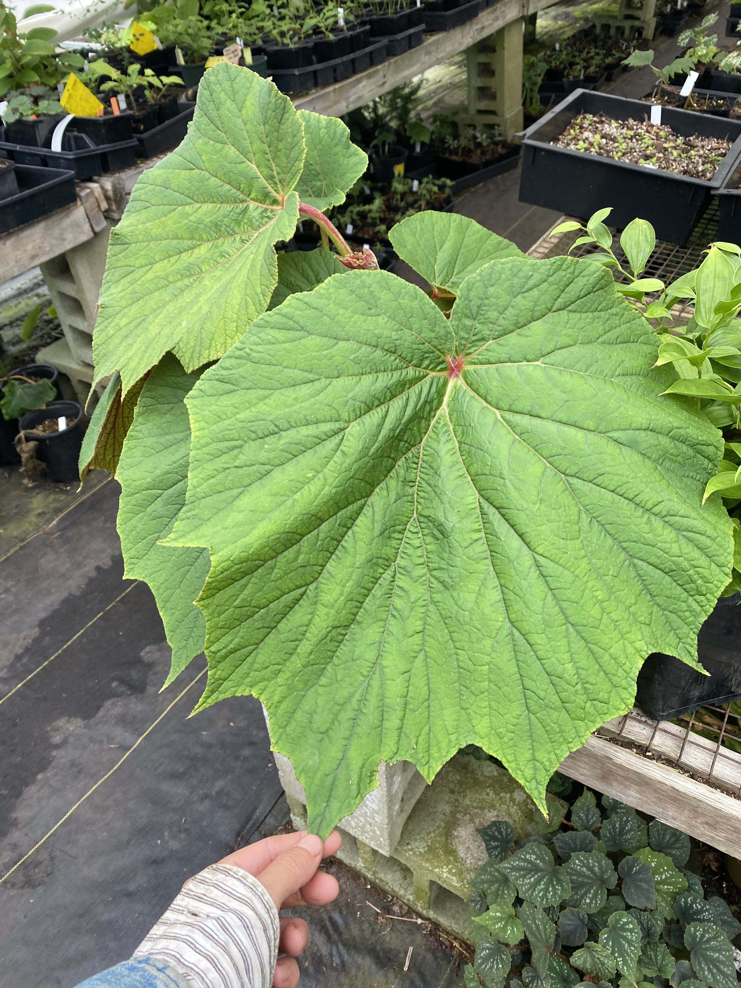 Begonia torsa scale.jpeg