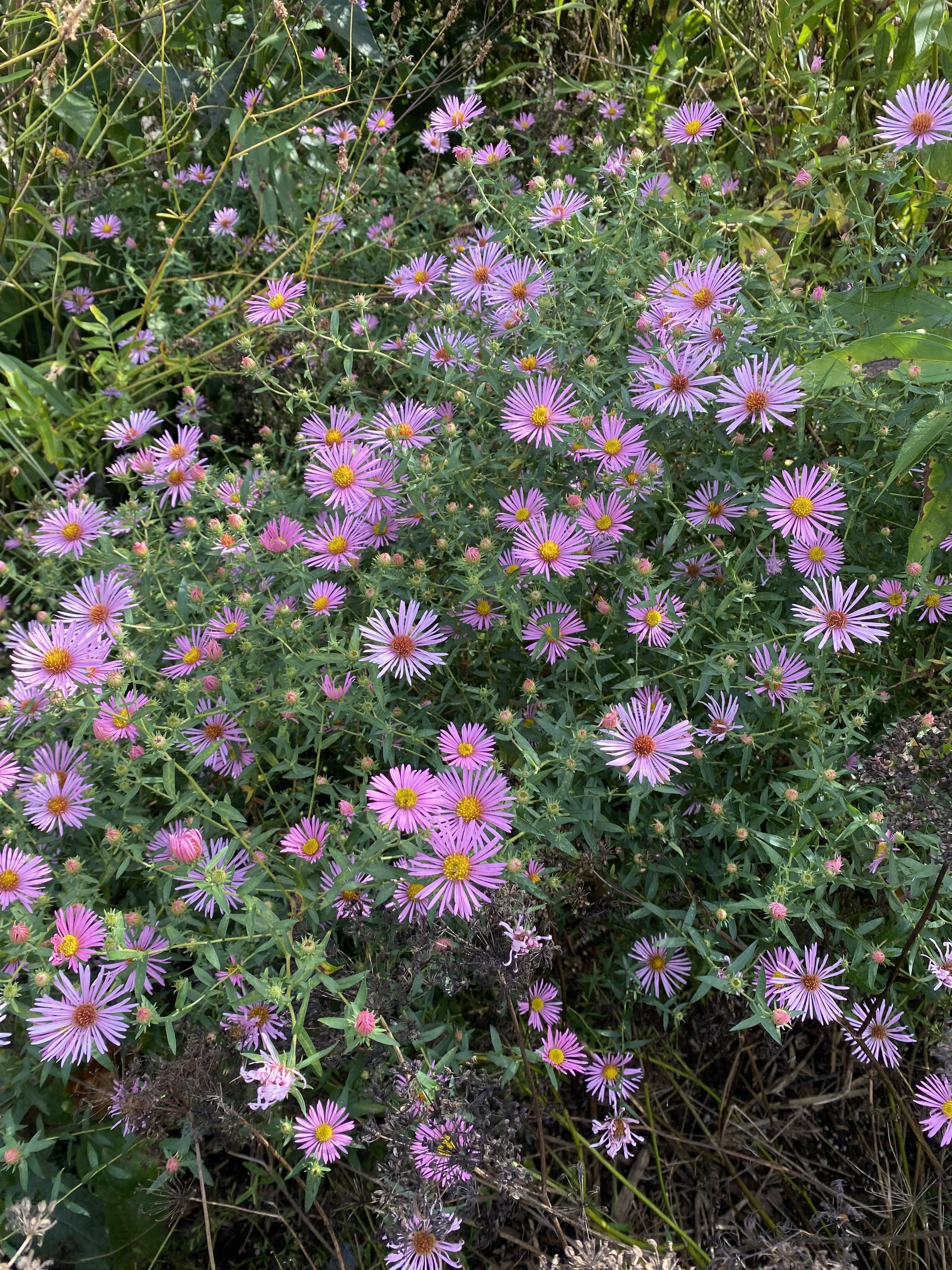 KS flowers.jpeg