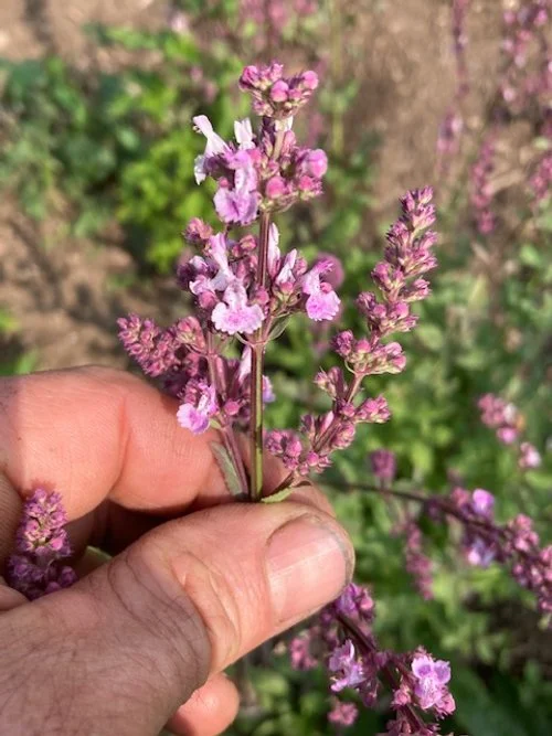 Nepeta nuda-pink flower