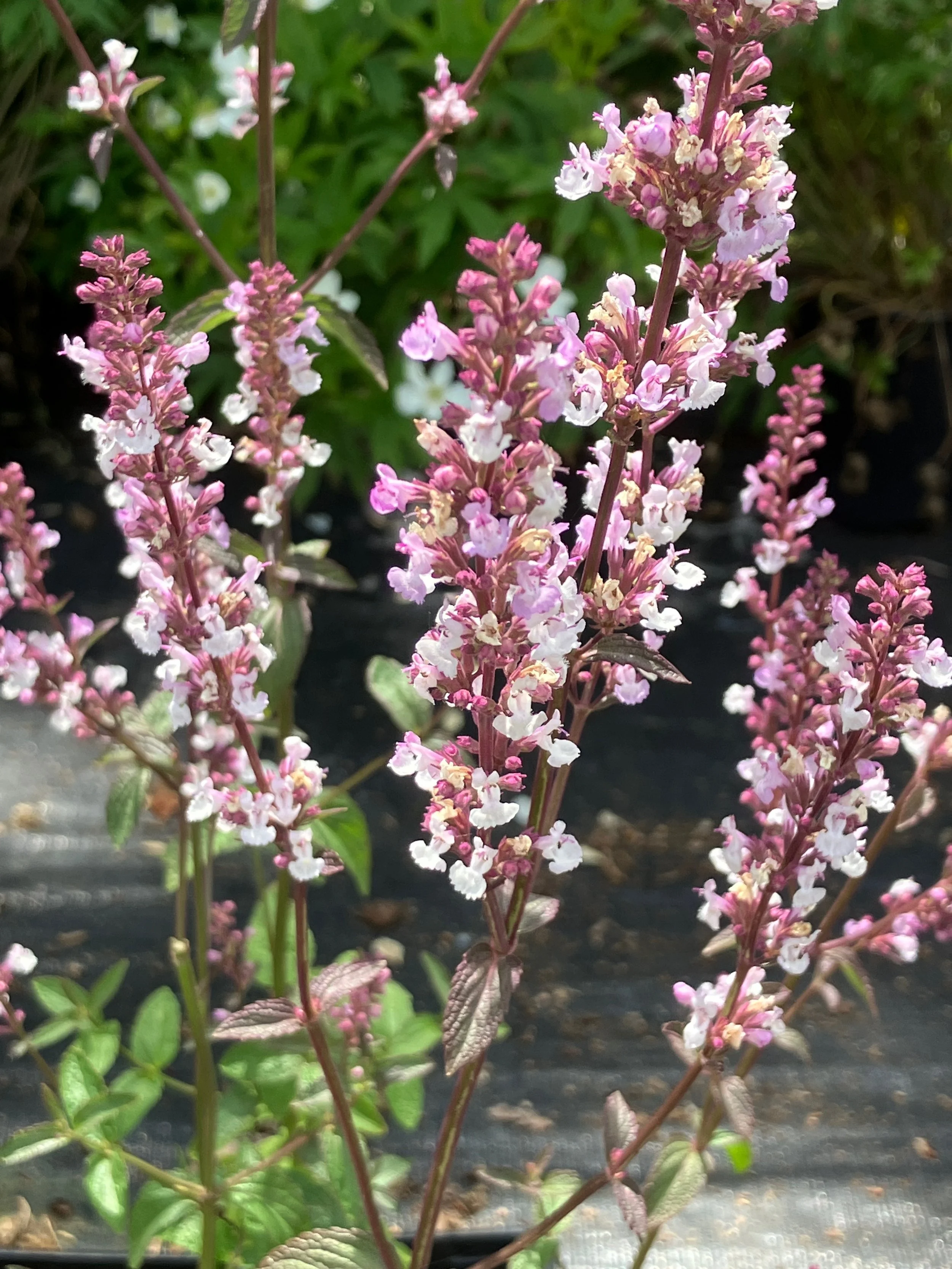 Nepeta nuda-pink.JPG