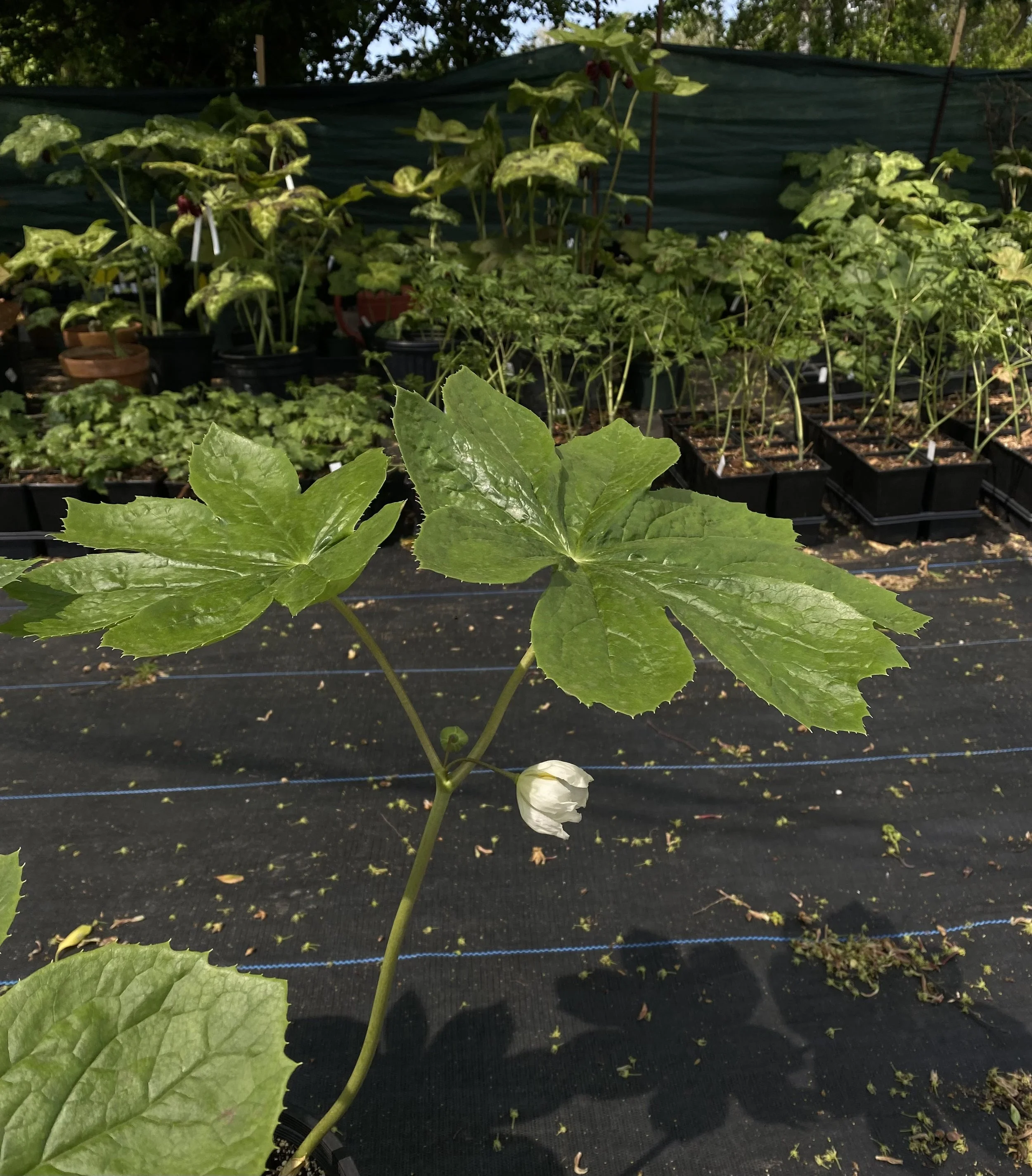 Inexpectatum plant.jpeg