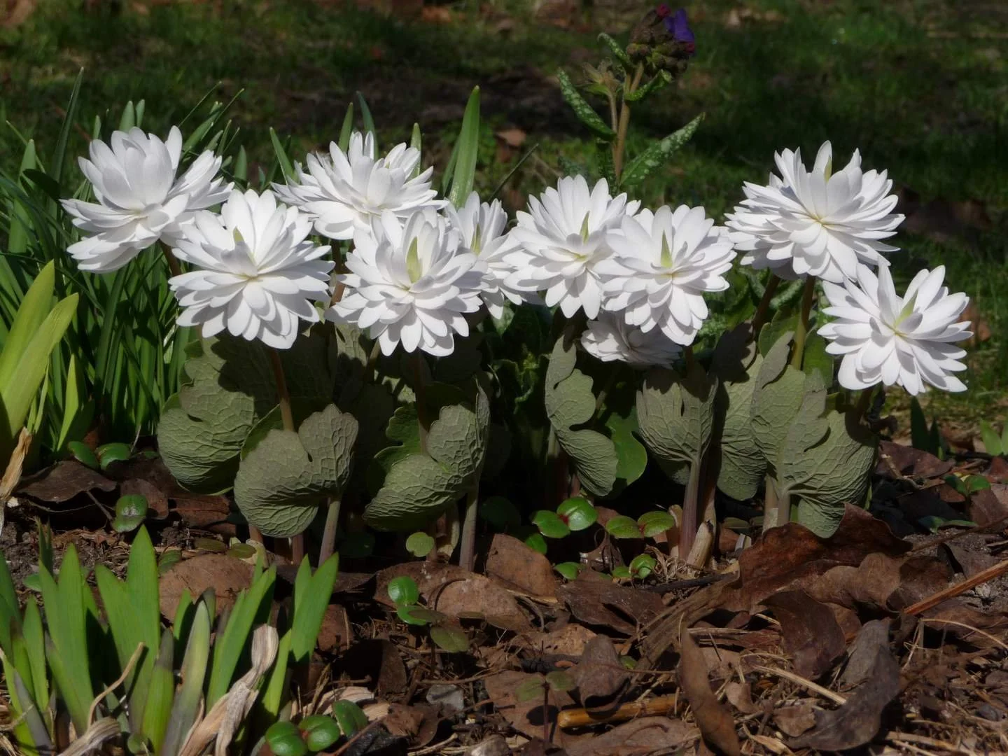 Sanguinaria canadensis 'Multiplex'.JPG