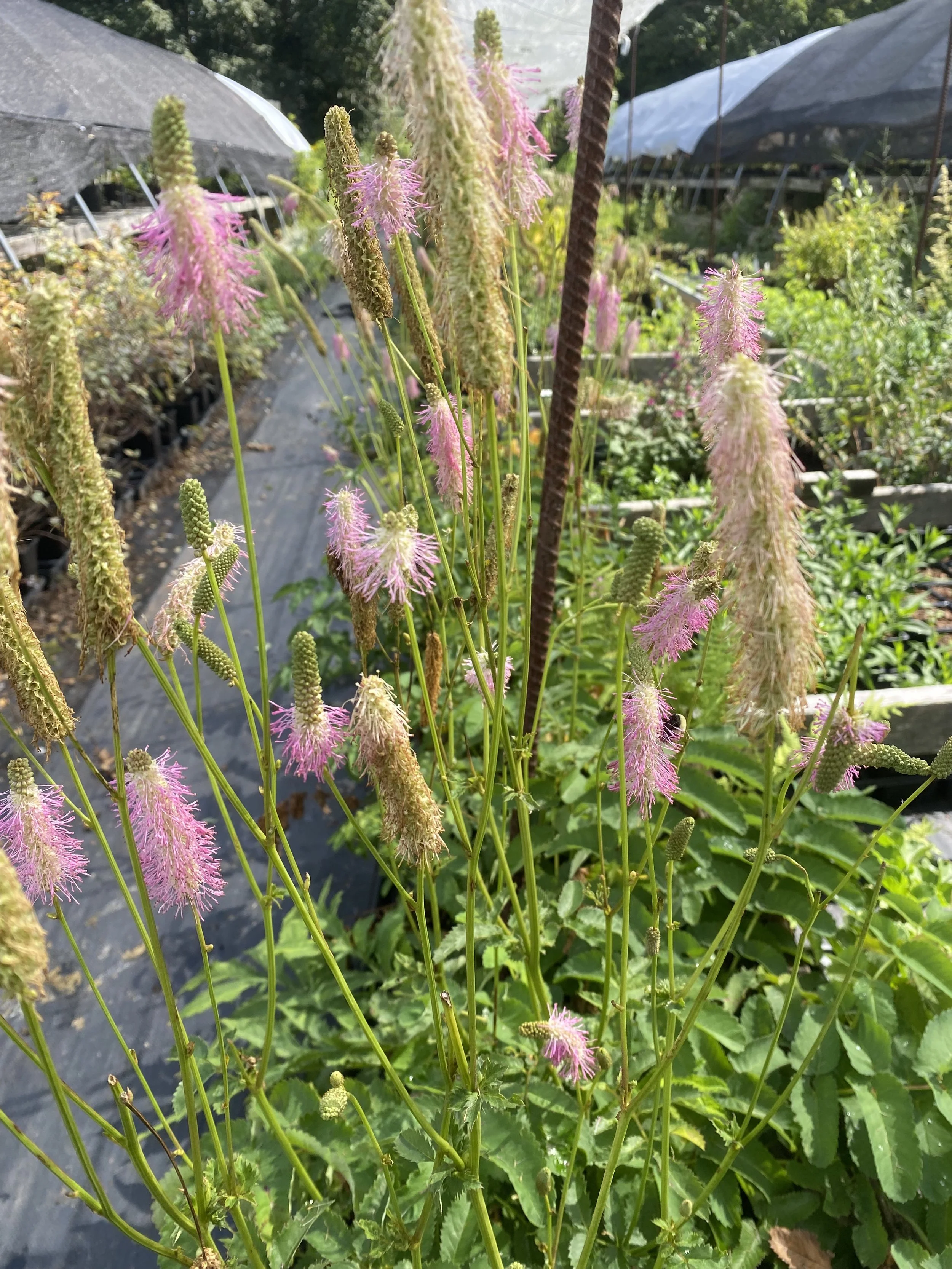 Sanguisorba Fluffy Pink Tassel mixed clones