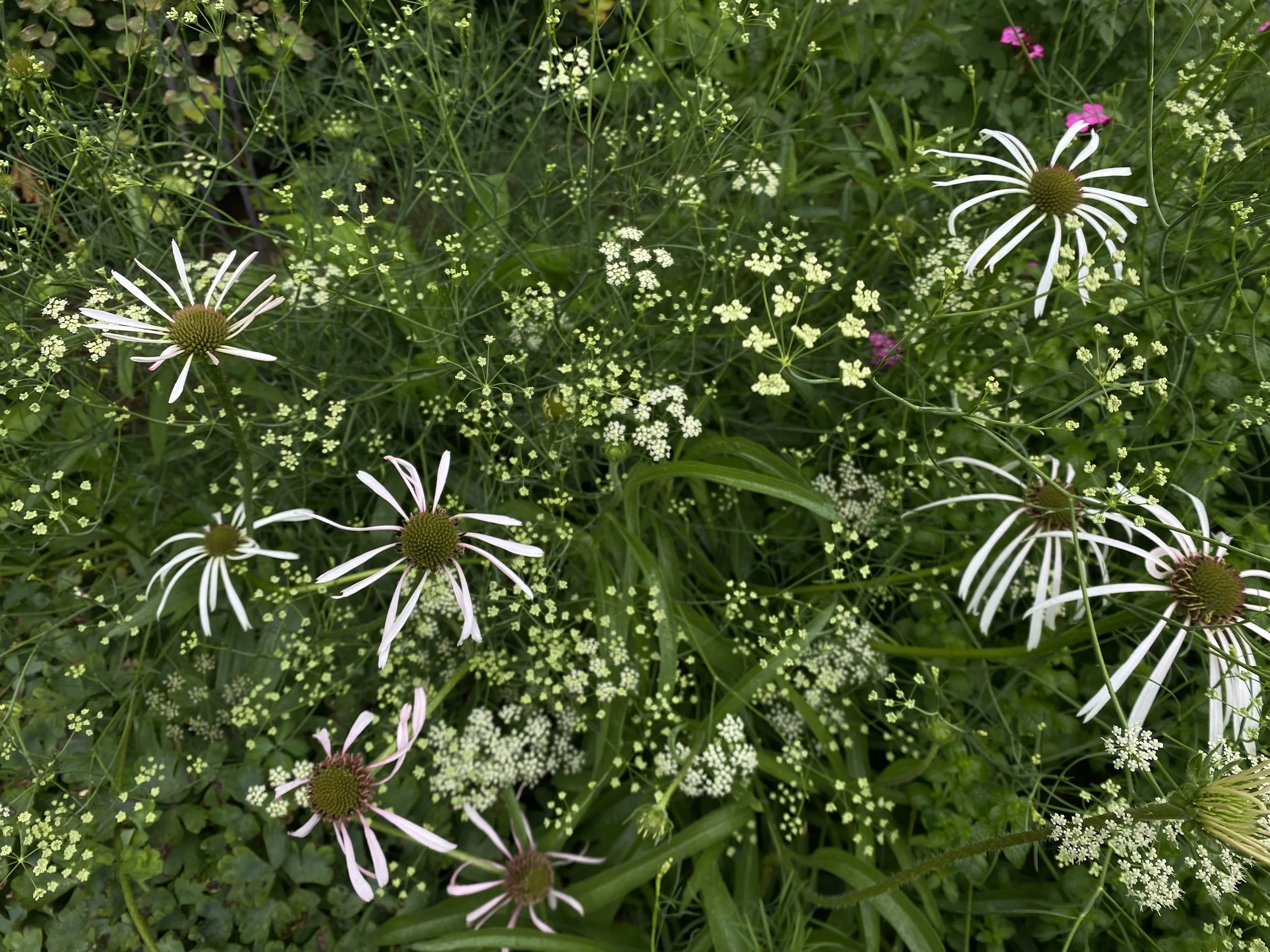 Echinacea pallida 'Hula Dancer'