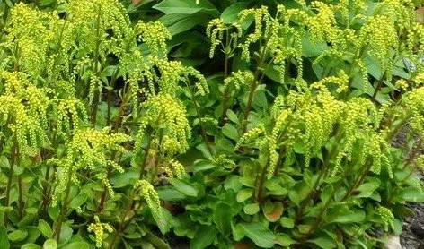 umbilicus-oppositifolius .jpeg