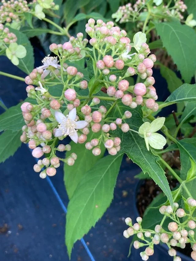 Hydrangea sikokiana x platyarguta flower.jpeg