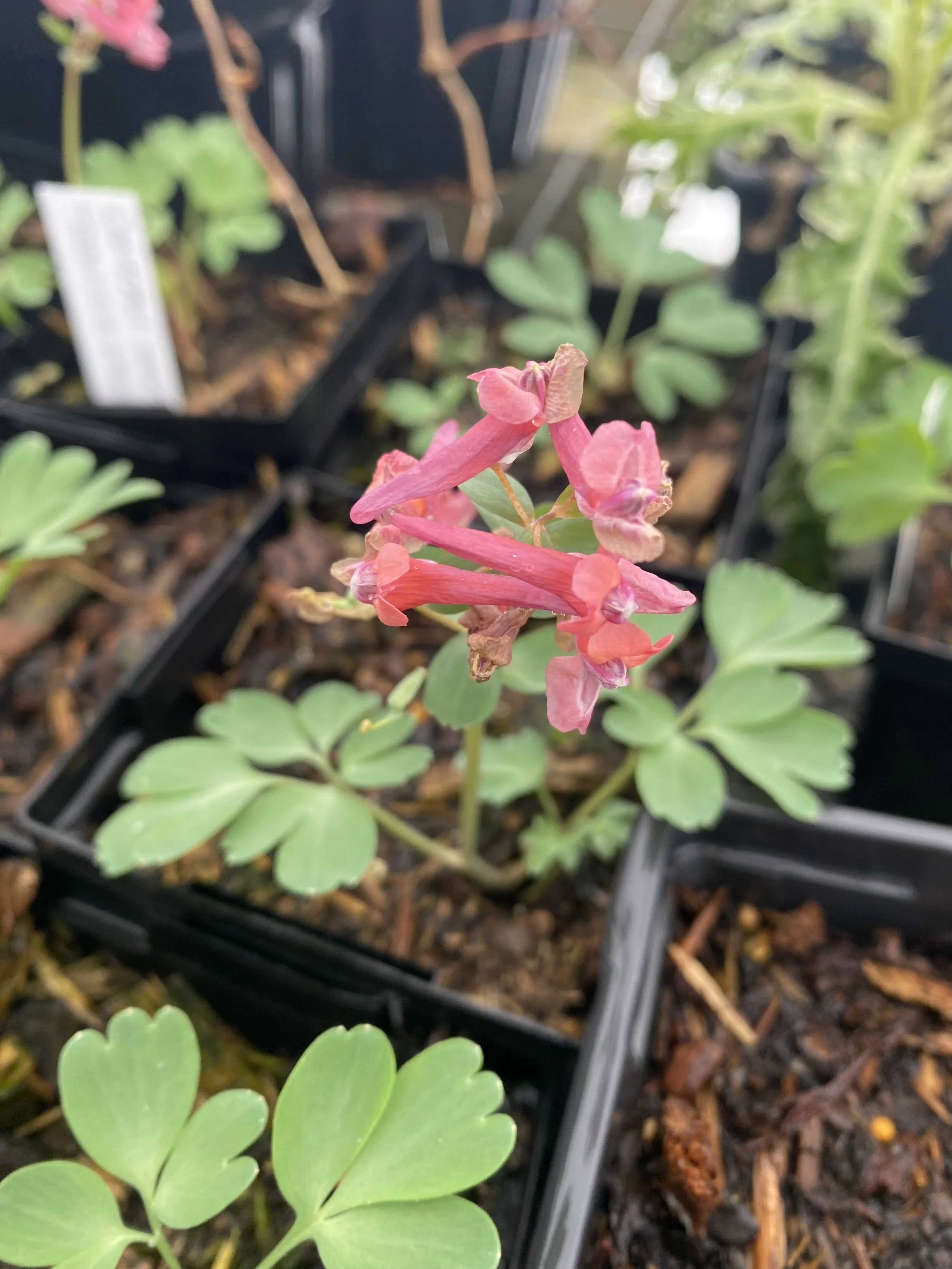 Corydalis solida transylvanica.jpg