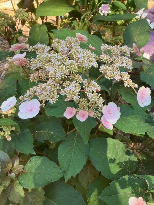 Hydrangea sikokiana x aspera ‘Smoked Salmon’