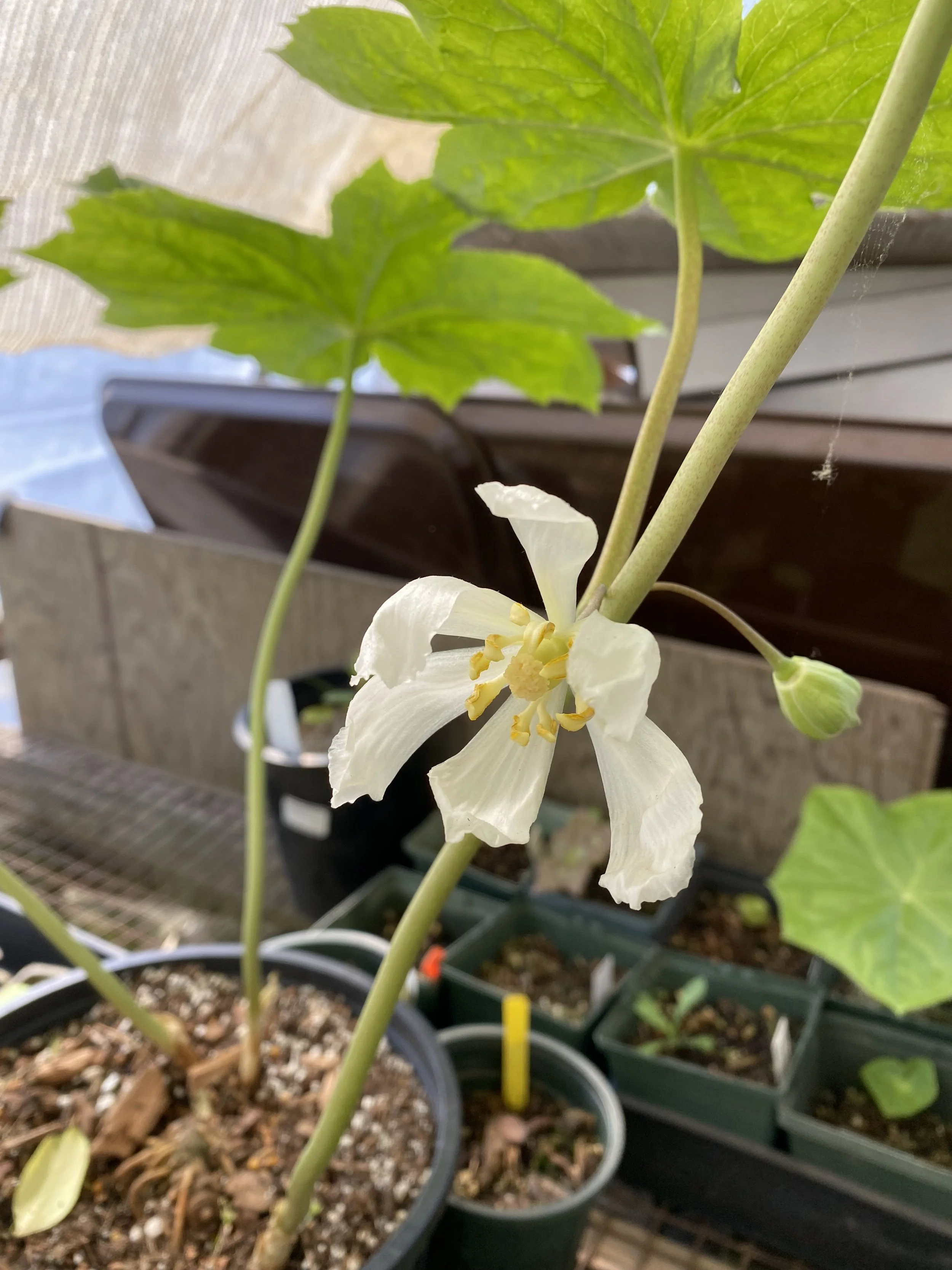 inexpectatum flower open.jpeg