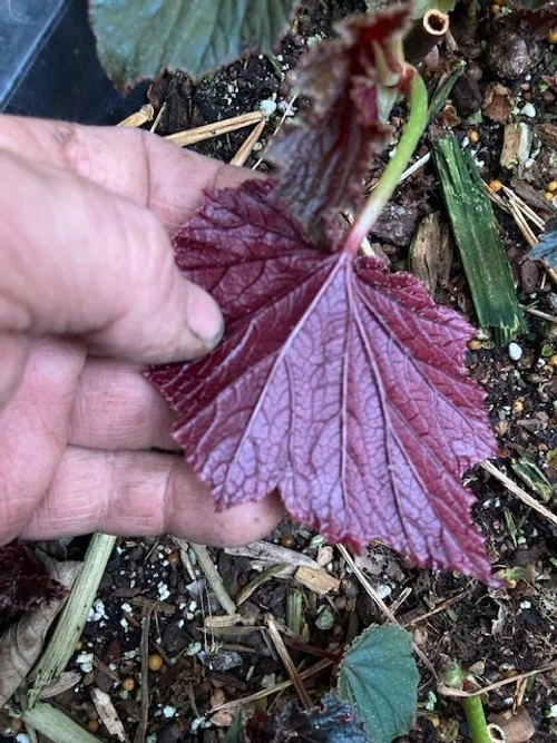 Soigne leaf back.JPG