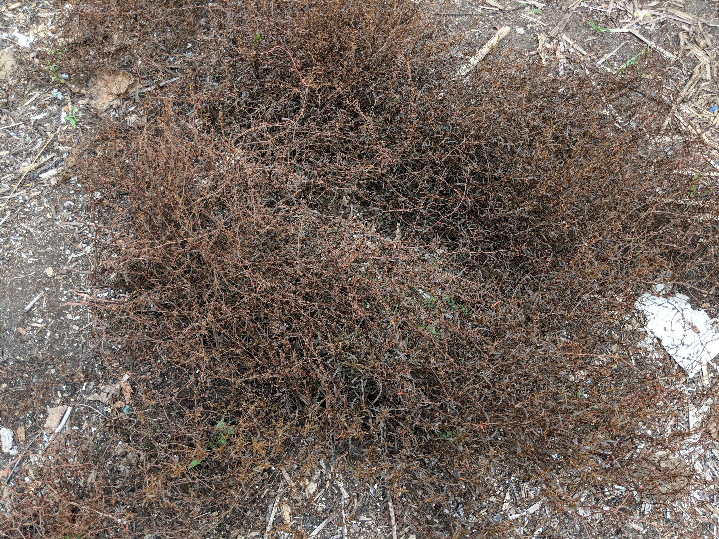 rumex flexuosus ground.jpg