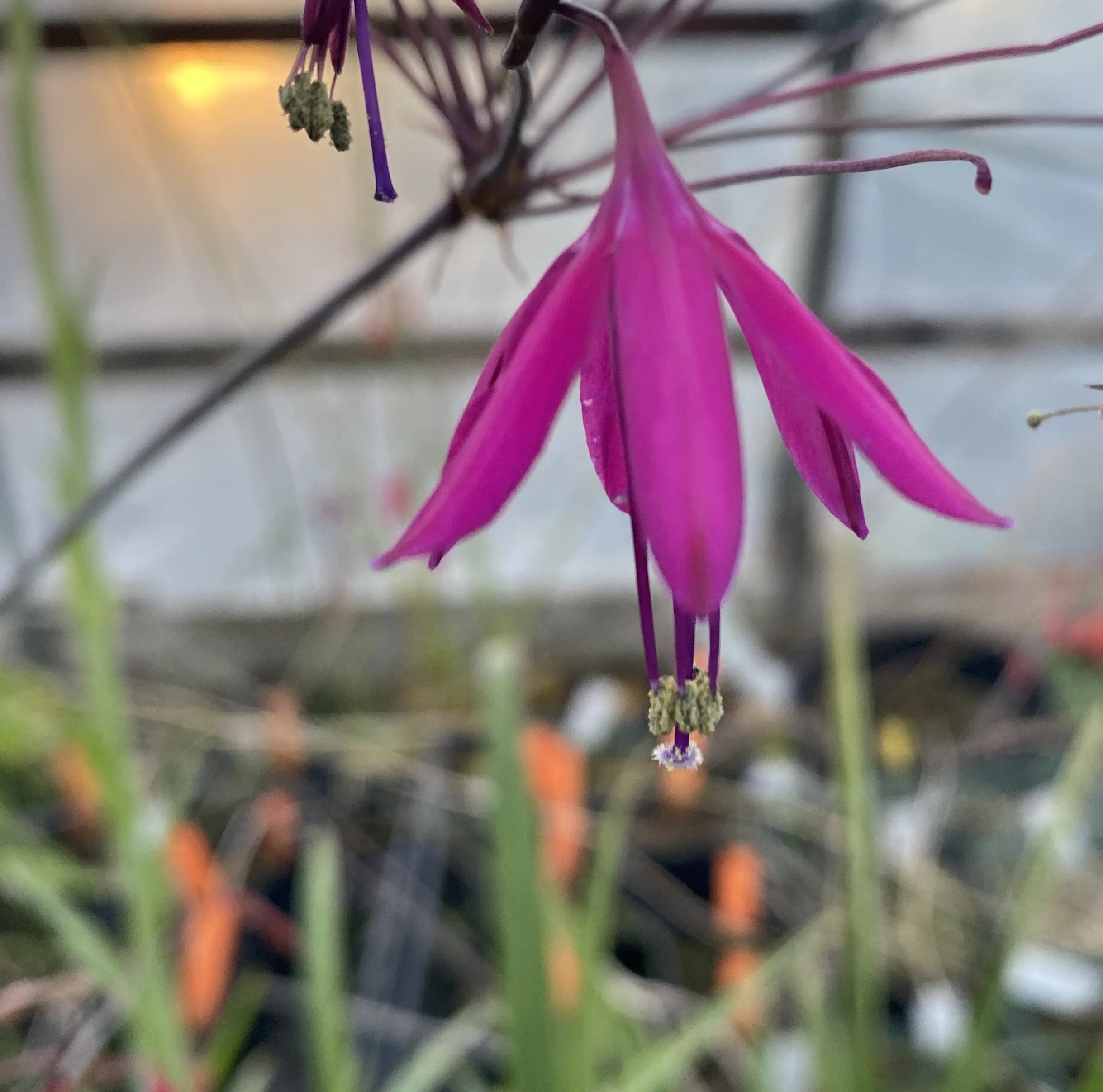 Bessera seedling.JPG