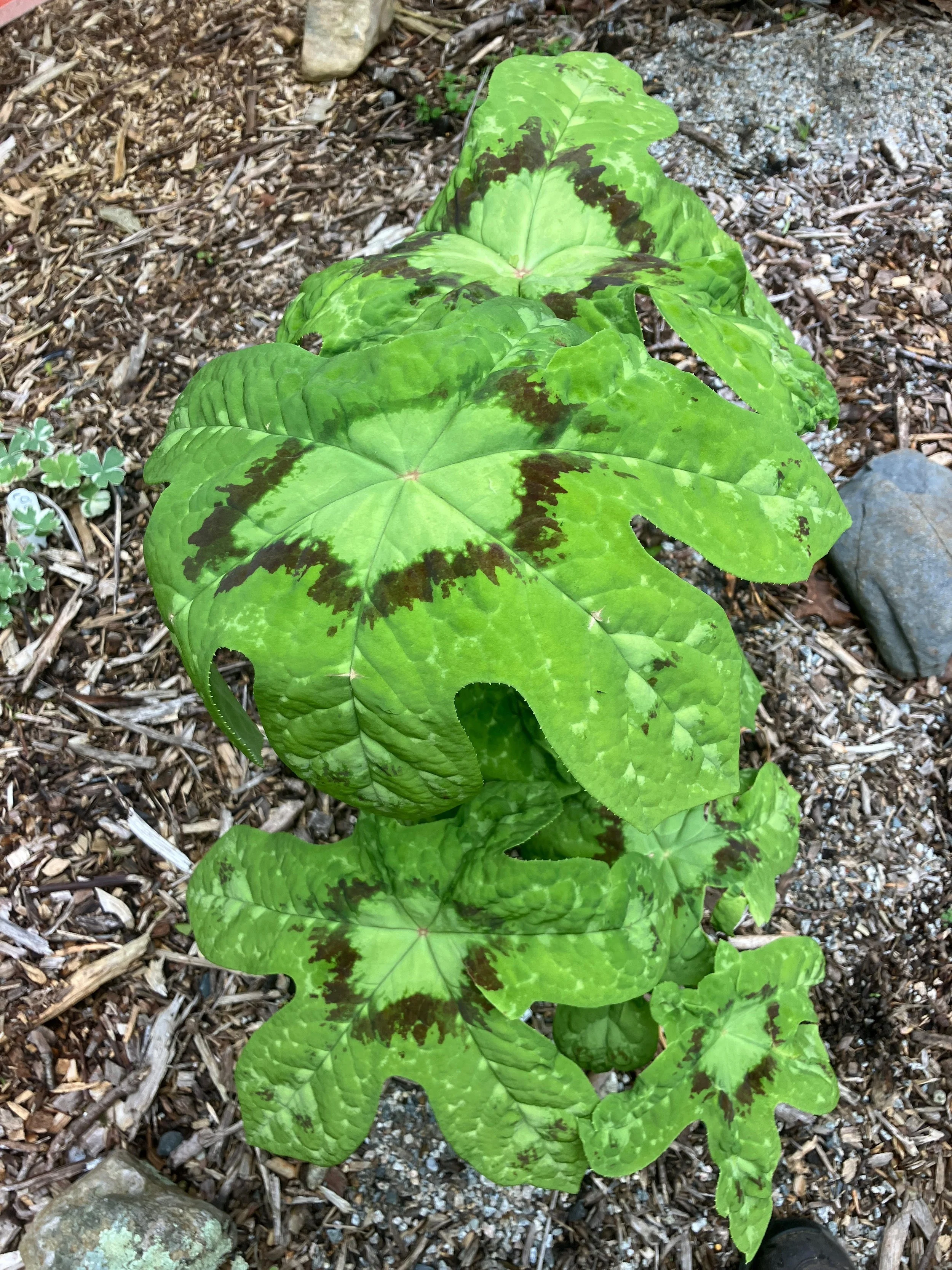 lavalamp leaf flop.jpeg