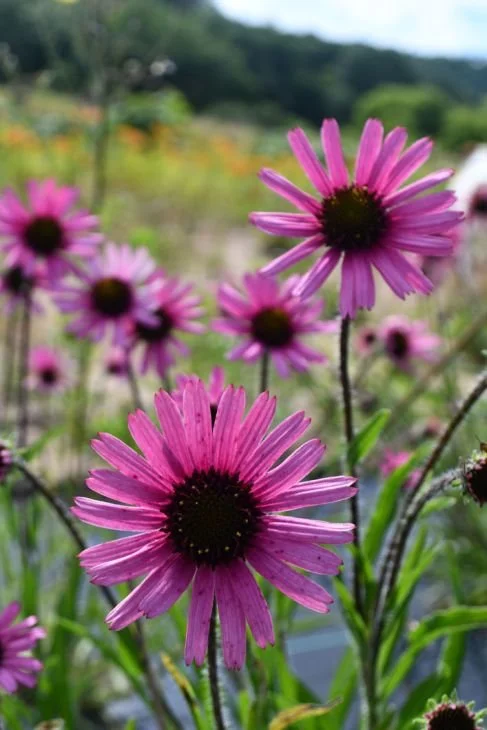 Echinacea-tennesseensis.jpg