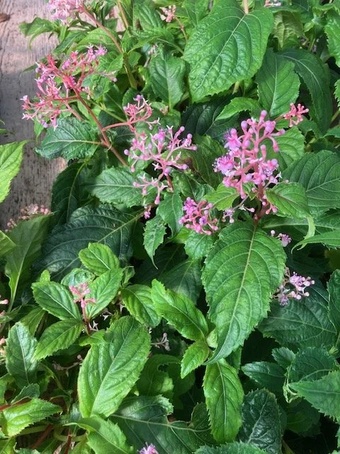 cardiandra hybrid 1.JPG