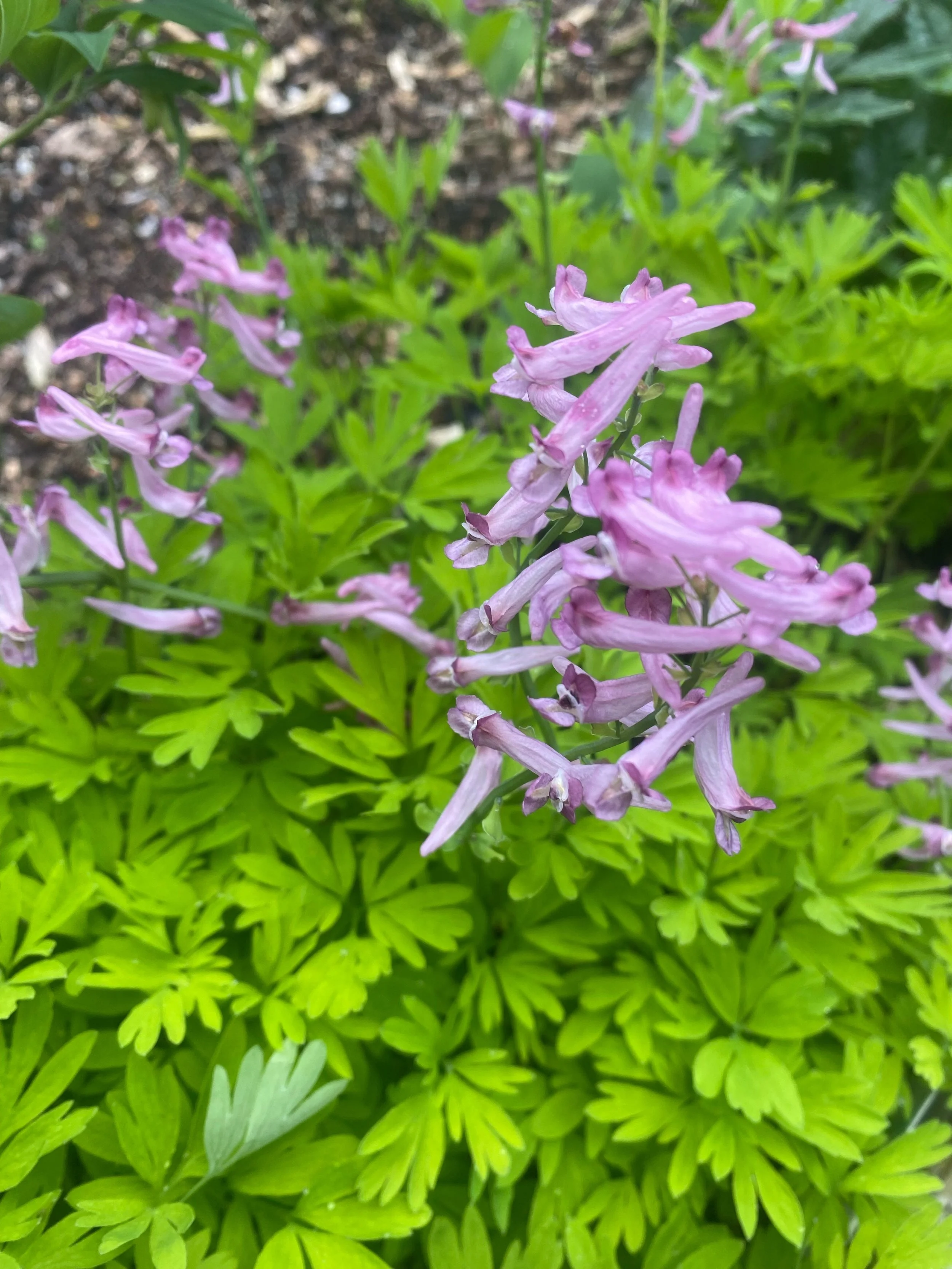 corydalis buschii.jpg