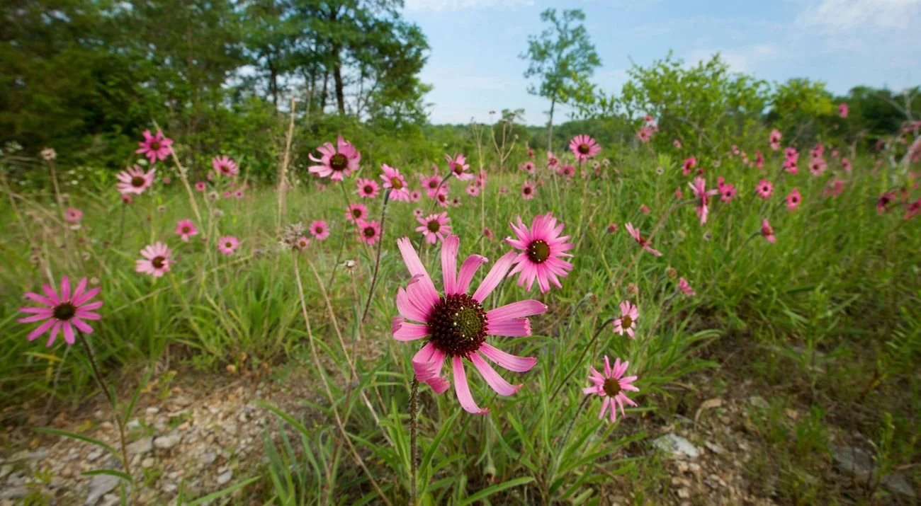 tennessee-coneflowers2.jpg