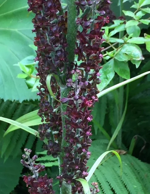 Veratrum nigrum