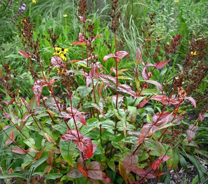 p calycosus fall.webp