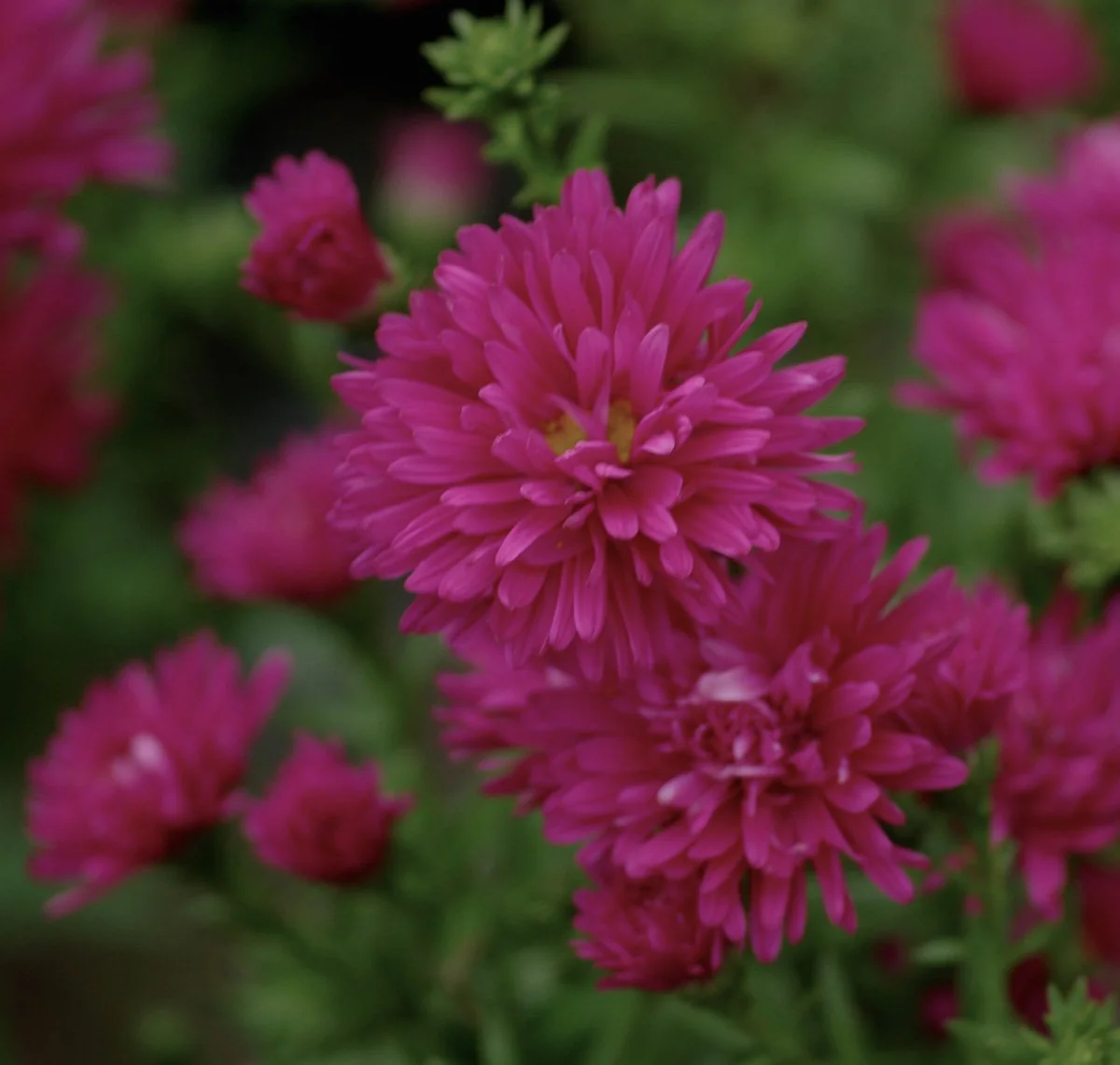 Symphyotrichum novi-belgii 'Brightest and Best'