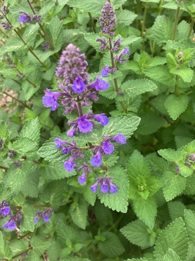 Hill mound flower.JPG