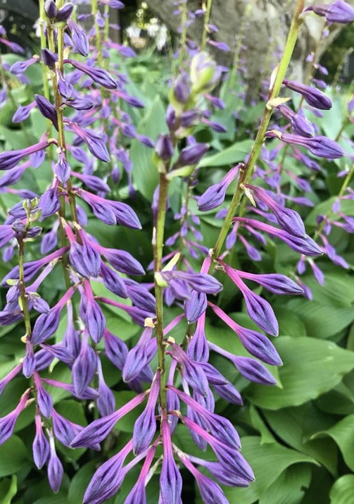 Hosta clausa