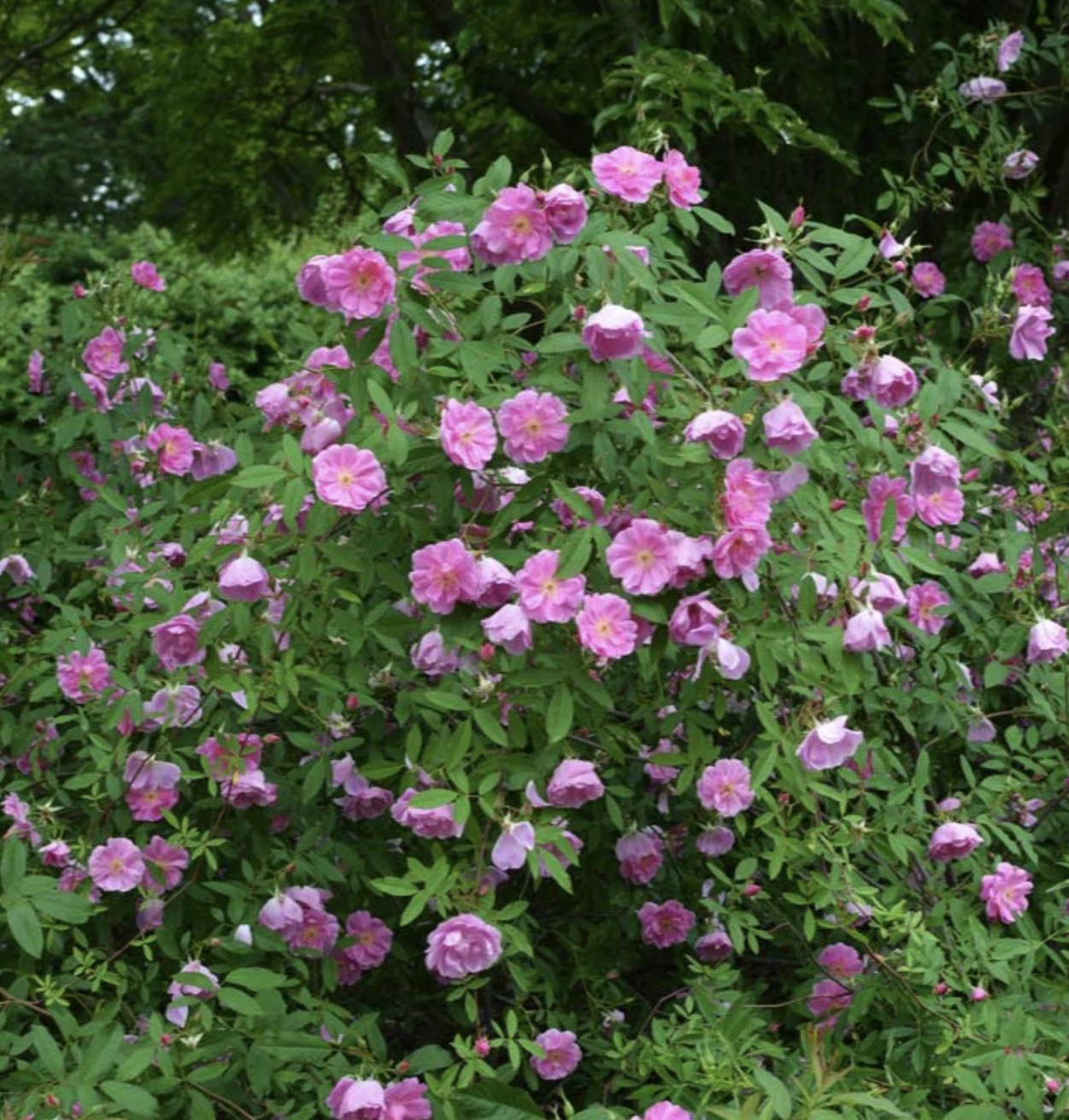 Rosa palustris.png