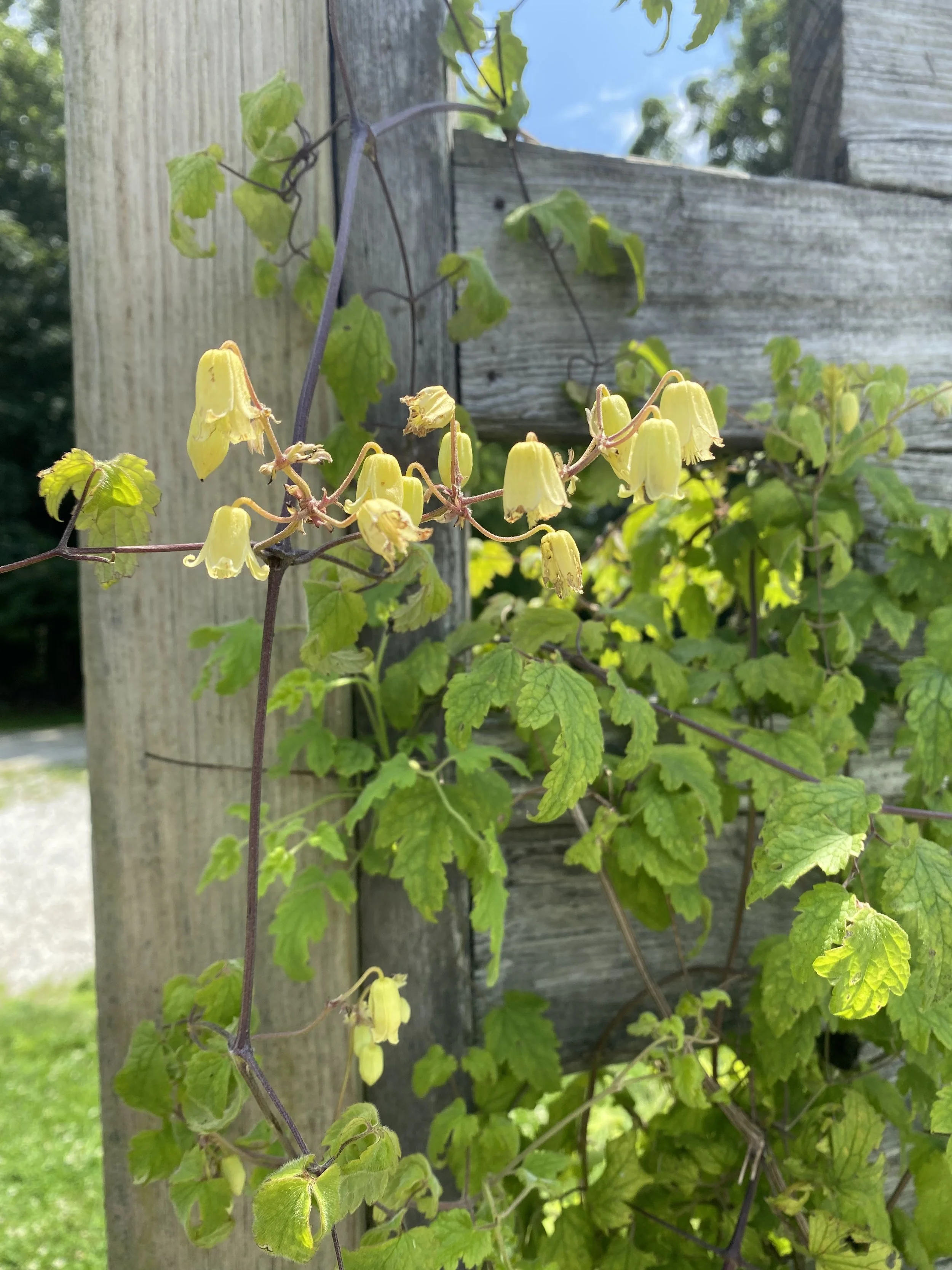 Clematis rehderiana flower.jpeg
