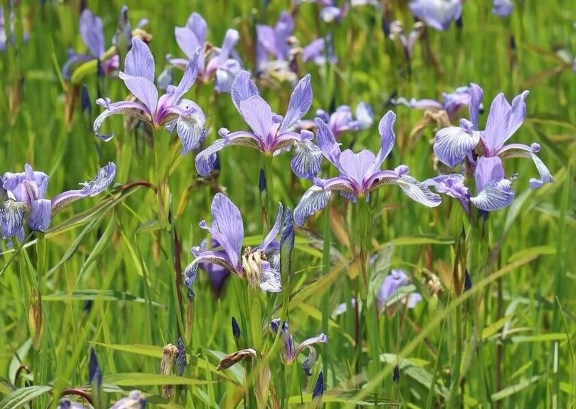 Iris prismatica.jpg