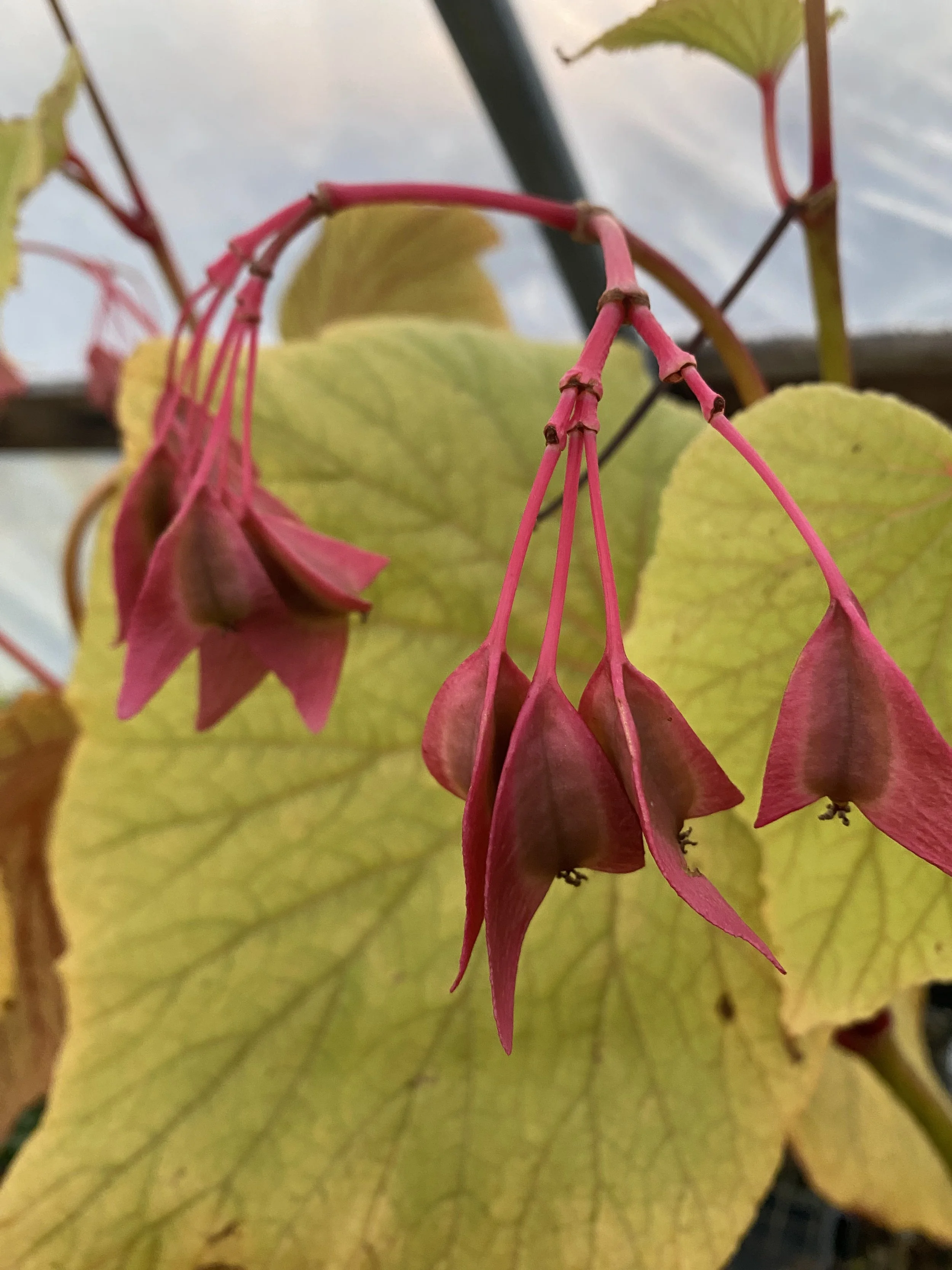 begonia torsa seed.jpeg