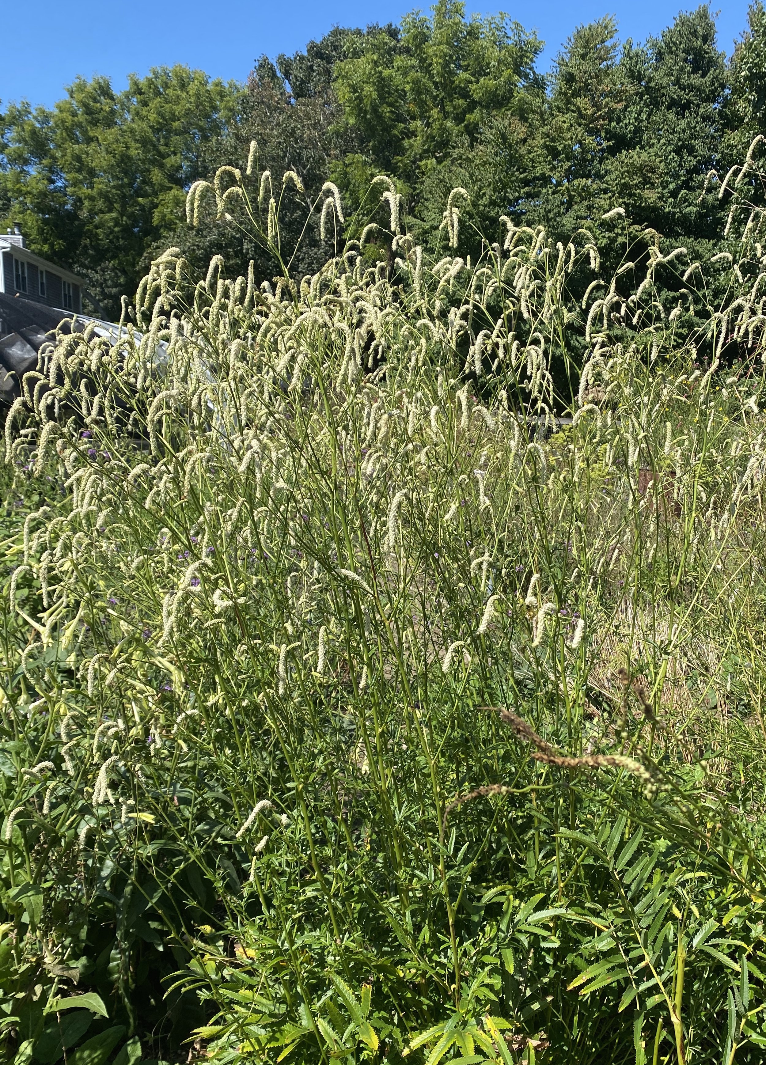 Sanguisorba 'Pearl Necklace'