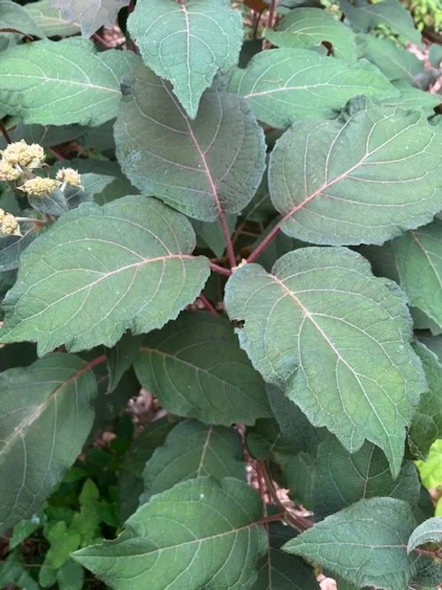 Smoked Salmon Foliage.JPG