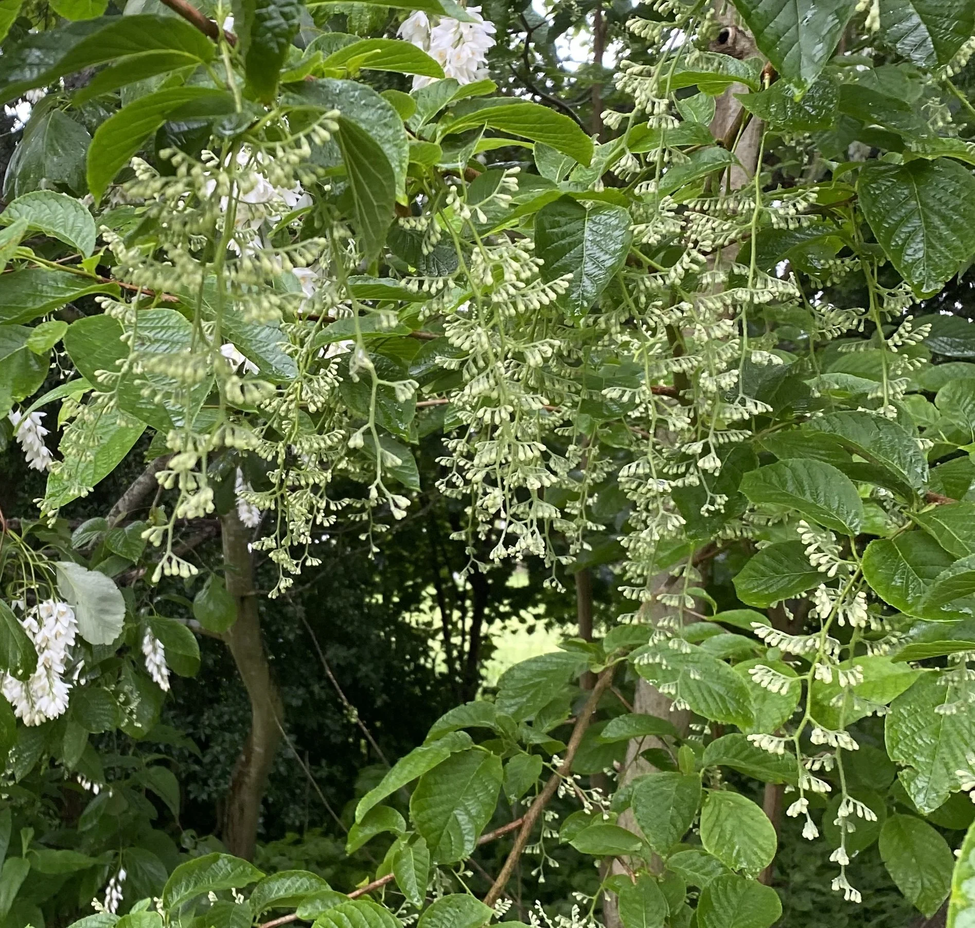 pterostyrax hispidus.JPG