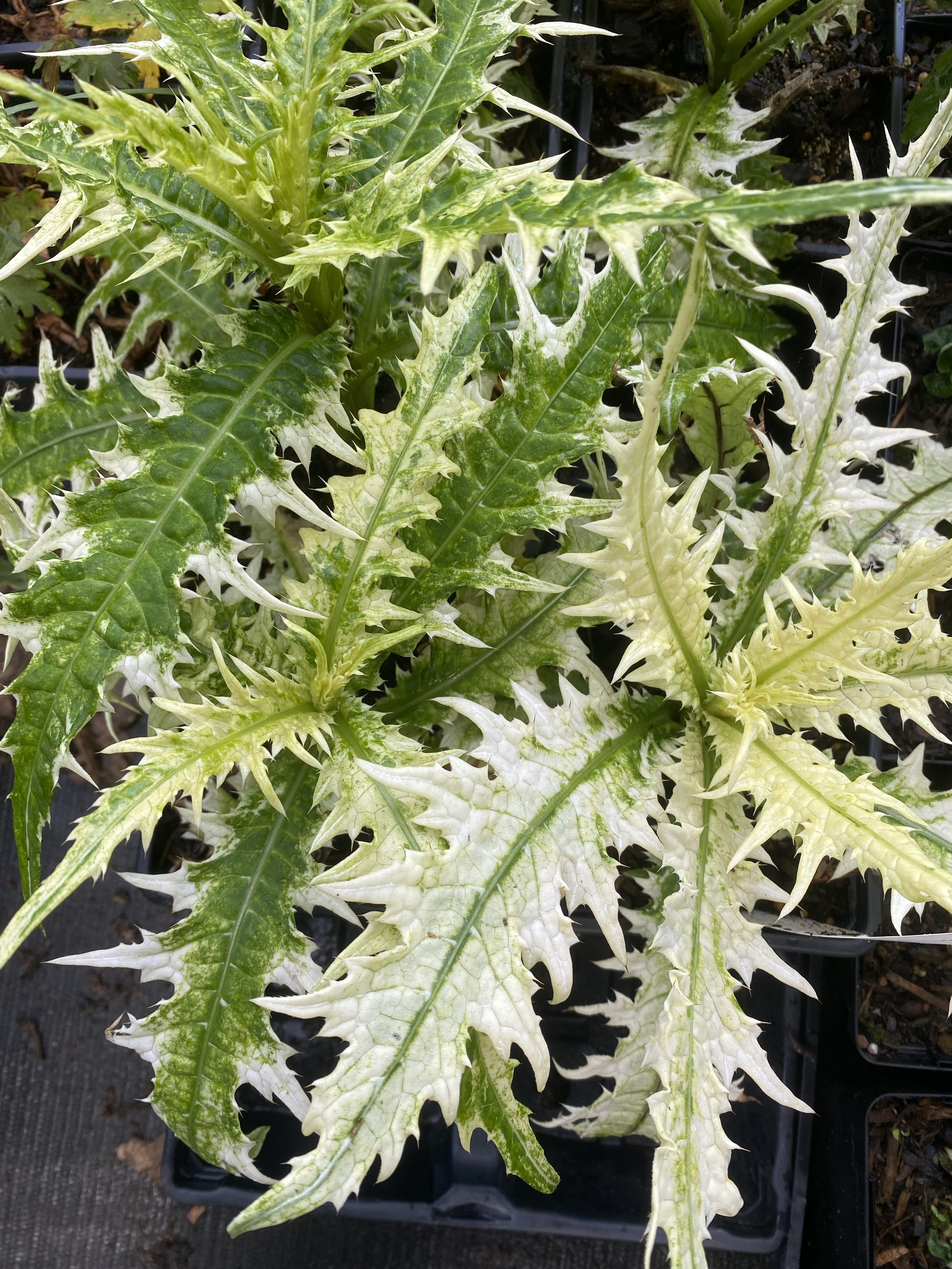 Cirsium japonicum 'White Frosted'.jpeg