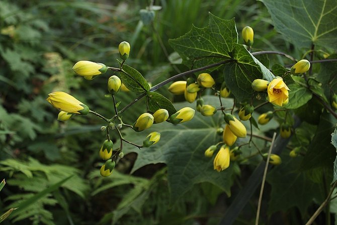 Kirengeshoma koreana.jpg
