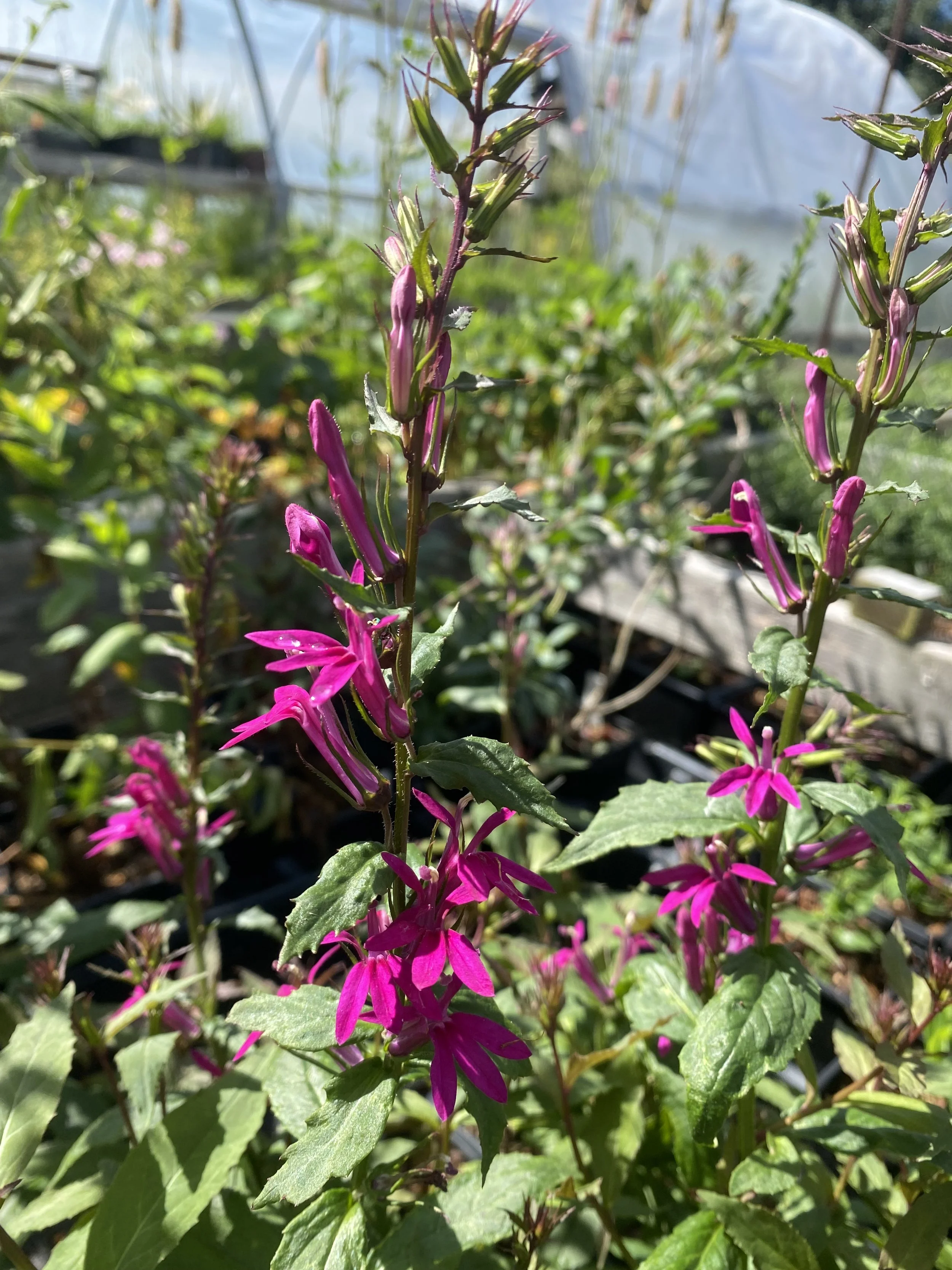 Lobelia 'Magenta Magic'