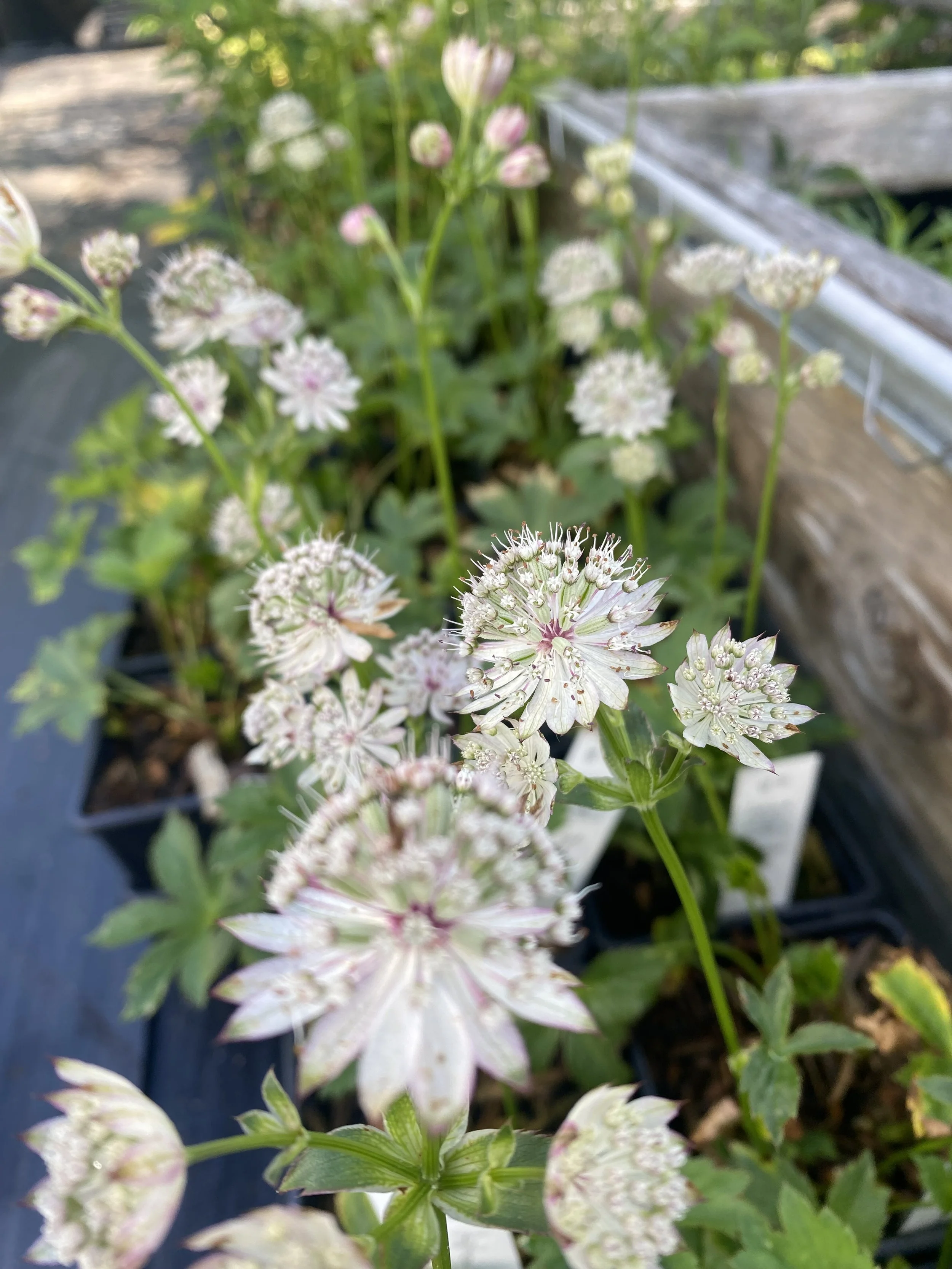 Astrantia bavarica.jpg
