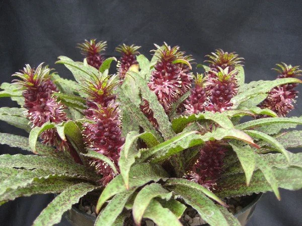 eucomis vandermerwei.jpg