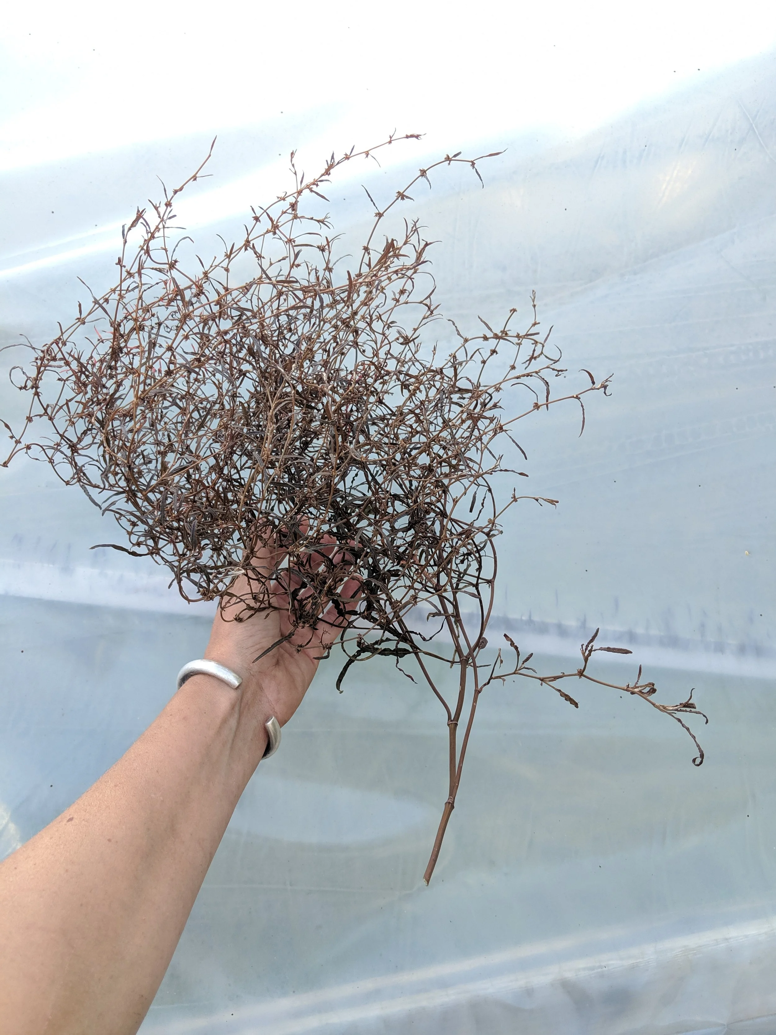rumex stem.jpg