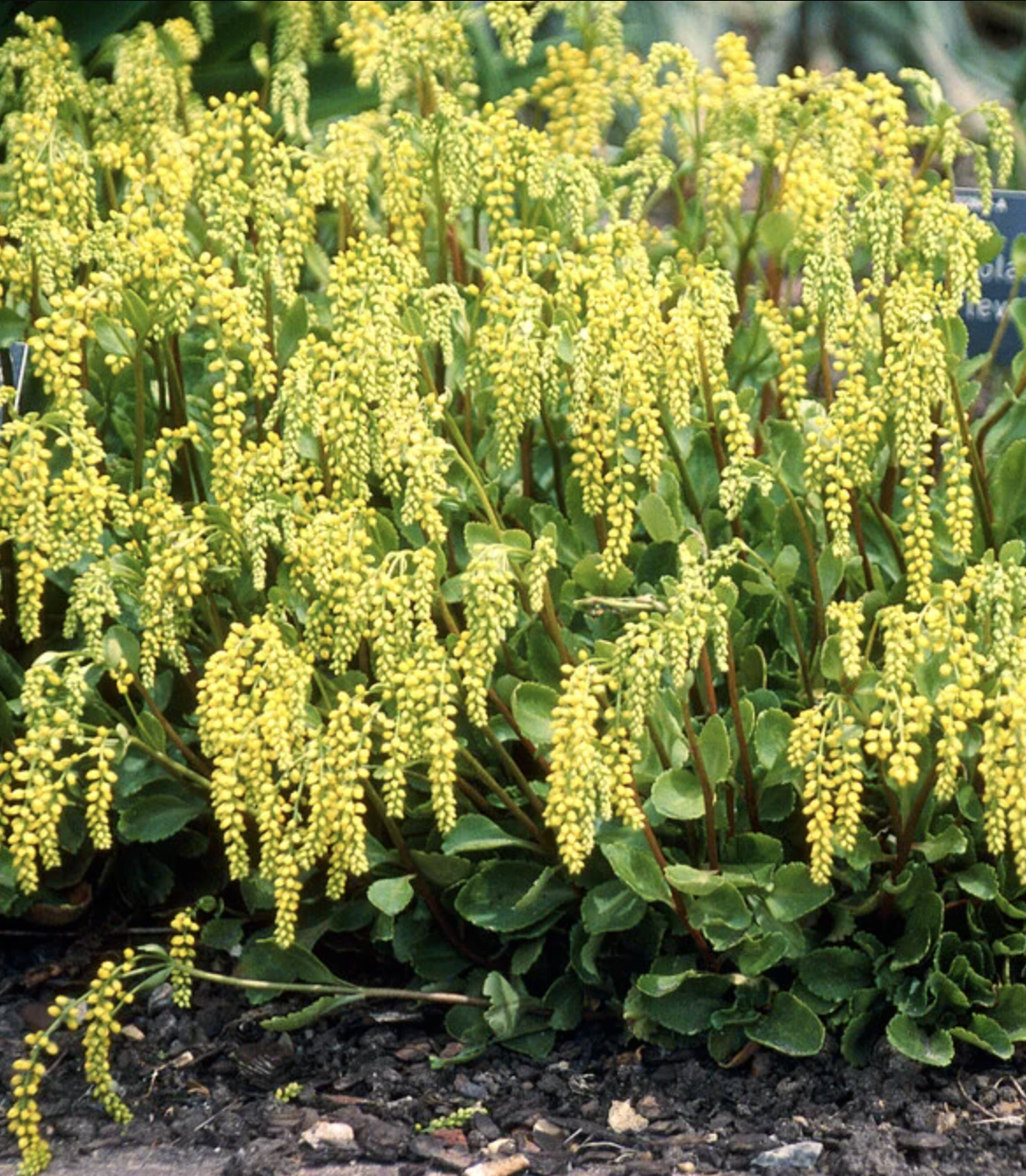 umbilicus-oppositifolius 2.png