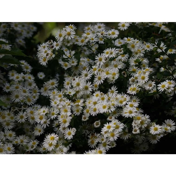 Aster ashvi.jpeg